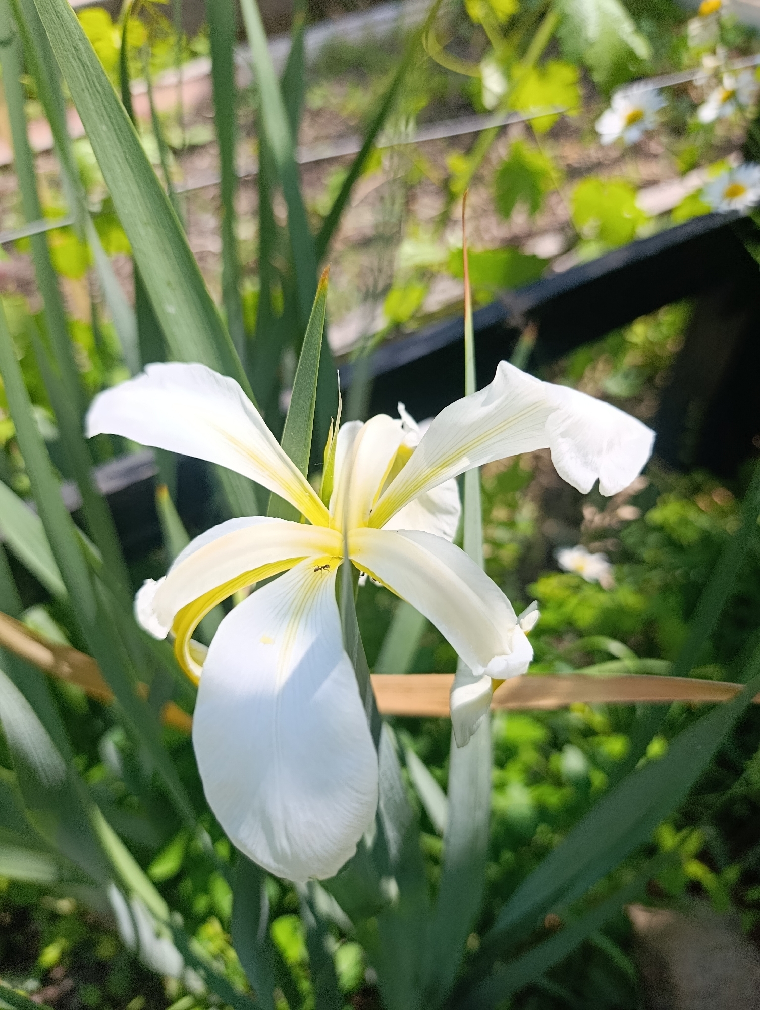 A close-up, vertical shot captures a delicate white iris flower in bloom, its petals tinged with yellow at the base. The flower, centrally framed, faces slightly left, with its lower petal prominently displayed. The background is a soft blur of green foliage and hints of small white flowers, suggesting an outdoor garden setting. A narrow brown stake runs horizontally behind the flower. The environment appears to be a garden in the city of Bratske, Ukraine.