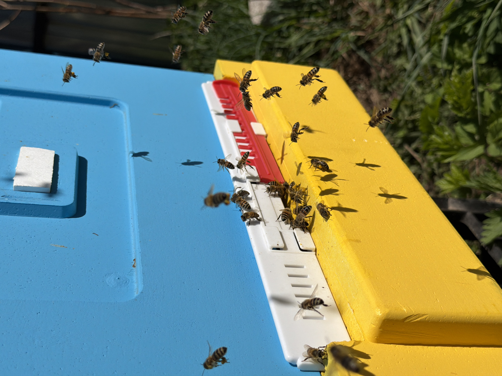 The image depicts a close-up of a blue and yellow beehive with numerous bees flying around it and crawling on the entrance. The entrance of the hive consists of alternating red and white slats. A white object is visible on the blue section of the hive. The background shows green foliage. There is no visual information to confirm that this photograph was taken in Ol'khovo, Russia. No people are visible.