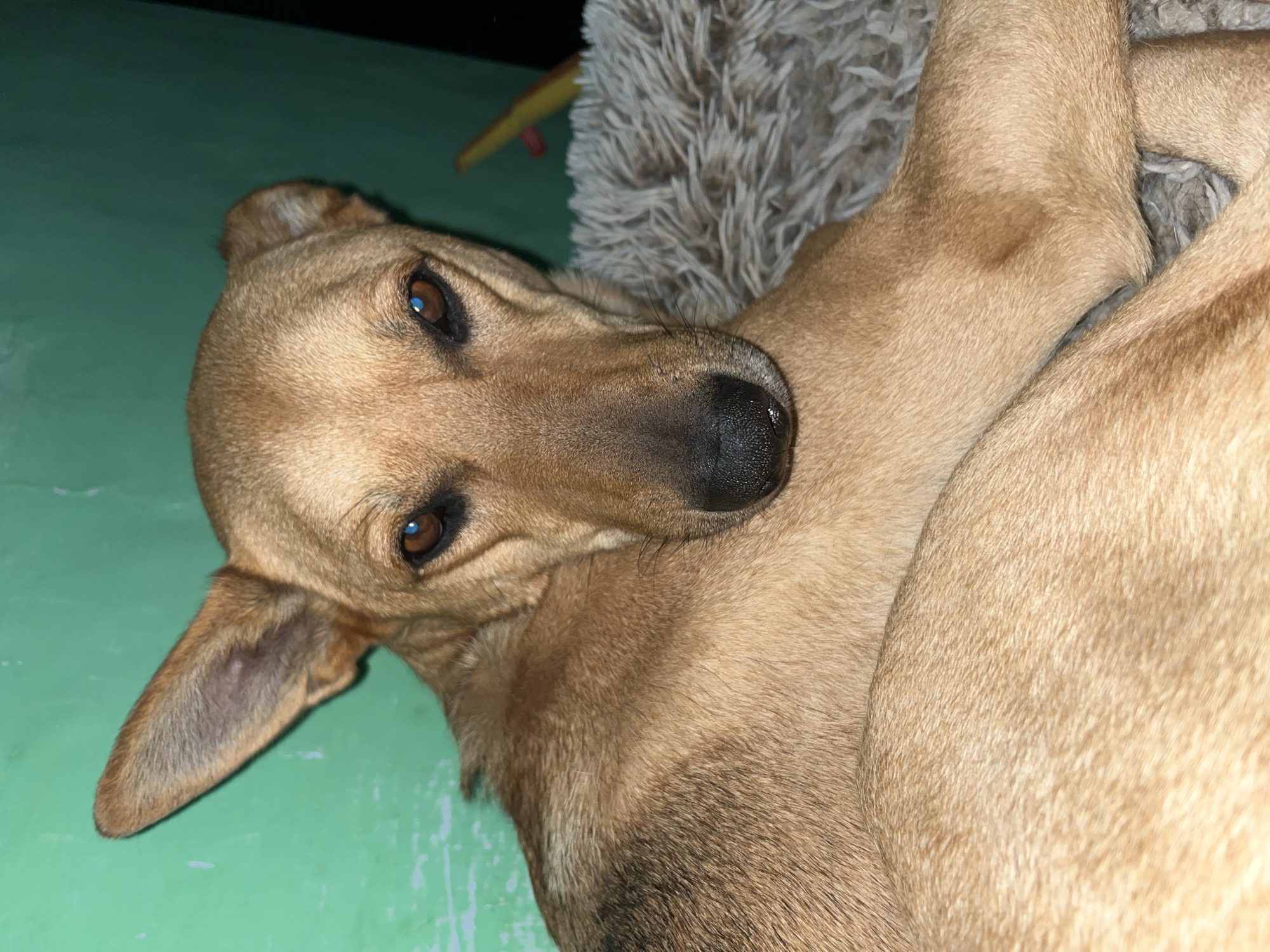 A light brown dog with upright ears and dark brown eyes is lying down on a fluffy gray surface. The dog's head is turned to the side, and it is looking directly at the camera. The background is a solid green wall. There are no people or other animals visible in the image. This image was taken indoors, and the lighting suggests it was taken at night or in a dimly lit room. There is no visible information to determine the specific location within Nizhny Tagil, Russia.