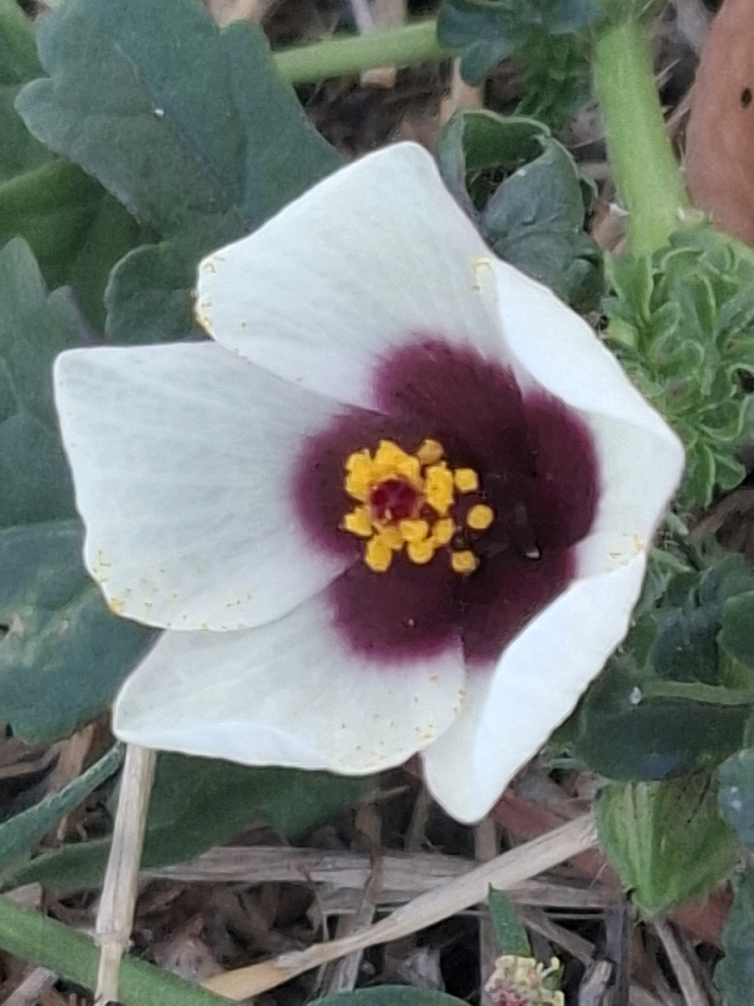 The image shows a close-up, eye-level view of a single white flower with a dark purple center and yellow stamens. The flower has five broad petals, and the dark purple coloration is concentrated around the reproductive parts. Green foliage surrounds the flower, with some dry grass and soil visible in the background. The lighting suggests it is daytime. The image does not contain any discernible landmarks or features that would allow for precise location identification within the city of Almaty, Kazakhstan.