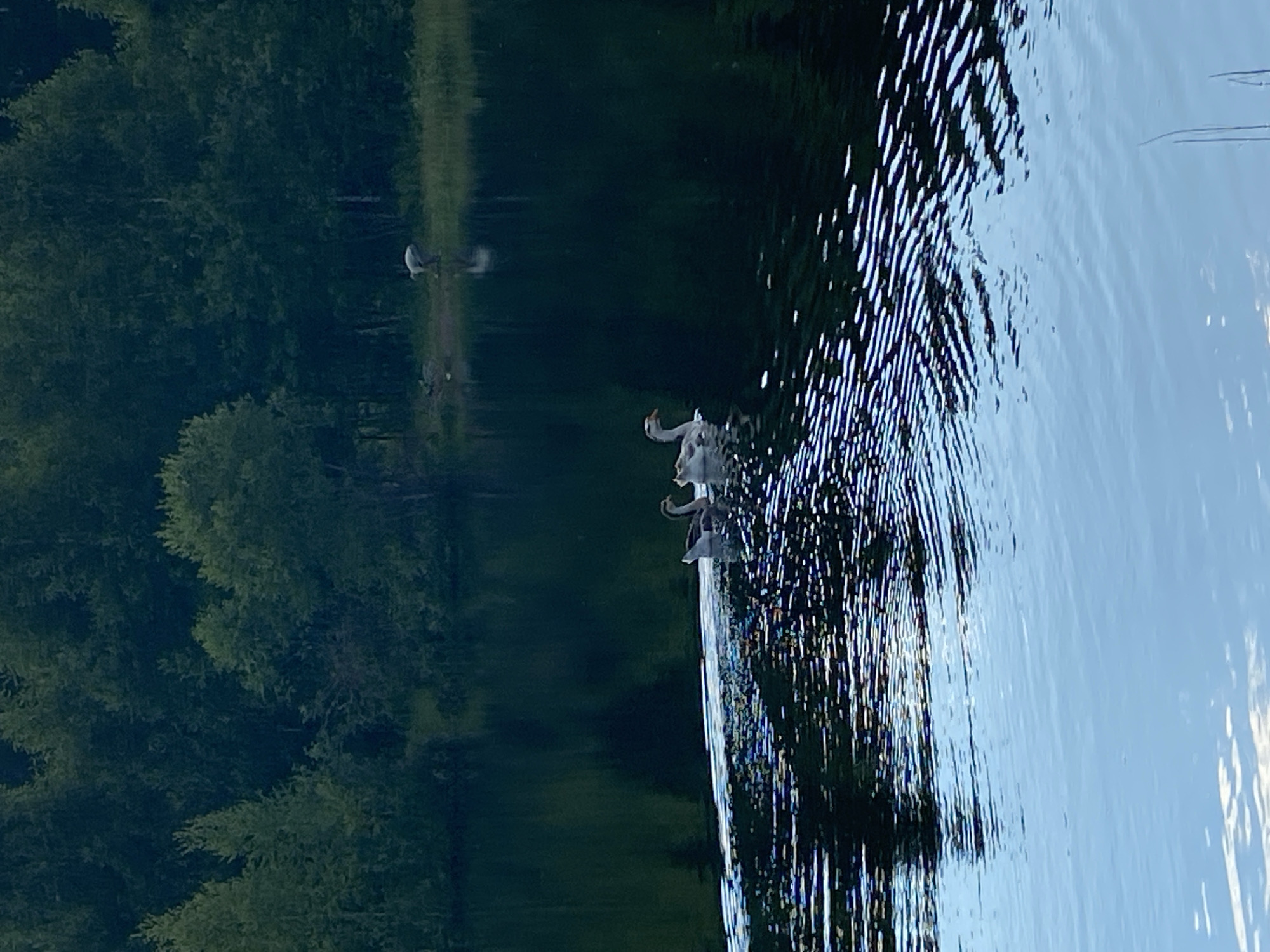 This media file shows a reflective surface, likely a body of water, mirroring a dark, wooded area and a bright sky. Several white birds, possibly geese or swans, are visible on the edge of the water or in the water itself. One bird is in flight, captured mid-air with its wings extended. The water's surface is disturbed, creating ripples and reflecting the surrounding environment in a fragmented manner. The trees appear lush and green, suggesting a temperate season, possibly summer or late spring. The lighting suggests it could be either early morning or late afternoon, as the light is soft and creating a gentle reflection. The scene is serene and natural, with the birds adding a dynamic element to the otherwise still landscape. The image is oriented sideways, with the water and reflections occupying the right side and the trees and sky the left. There is no visible text in the media file. The location context is Novyi Ural, Russia.