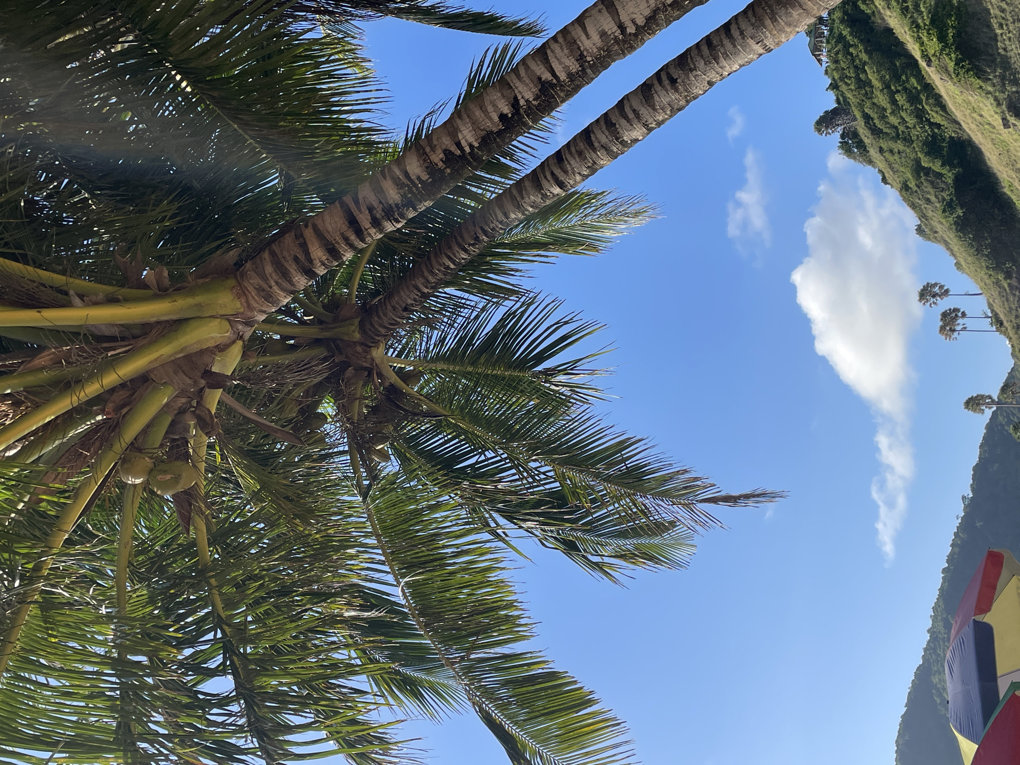In Rawai, Thailand, a low-angle shot captures a clear blue sky with scattered white clouds, framed by the fronds of lush green palm trees. Two thick, segmented palm tree trunks dominate the foreground, leaning towards the right of the frame. Coconuts are visible amongst the dense green foliage of the upper palm tree. In the background, a steep, verdant hillside rises, dotted with various trees and vegetation. A small, open-air structure with a green roof is perched near the summit of the hill. Several smaller palm trees are visible on the hillside. At the bottom left corner of the image, portions of brightly colored beach umbrellas, featuring red, yellow, and blue sections, are visible. The scene conveys a tropical beach setting.