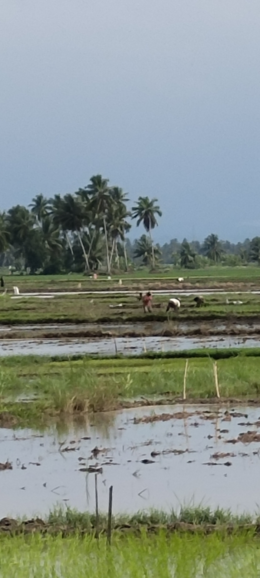 The image depicts a rural scene in Peurupok, Indonesia, characterized by a flooded rice paddy under a pale, overcast sky. In the foreground, a shallow body of water reflects the sky and the surrounding vegetation, with patches of green grass emerging from the muddy banks. Several wooden stakes are partially submerged in the water, likely marking sections of the paddy.
Further into the scene, the rice paddy is divided into different sections, some flooded and others with young green rice shoots. A group of individuals is visible working in the paddy. One person, wearing a reddish-brown garment, appears to be standing near a section of the paddy. Another individual, dressed in white and dark clothing, is bent over, possibly planting or tending to the rice. A third person, wearing dark clothing, is also working in the paddy. The presence of these individuals suggests agricultural activity is underway.
In the background, a cluster of mature palm trees stands tall, their fronds creating a dense canopy against the sky. Beyond the palm trees, a line of darker green vegetation forms a distant treeline, suggesting a transition to a more forested area or hills. The overall impression is of a tranquil, working agricultural landscape, typical of a rural Indonesian setting.
