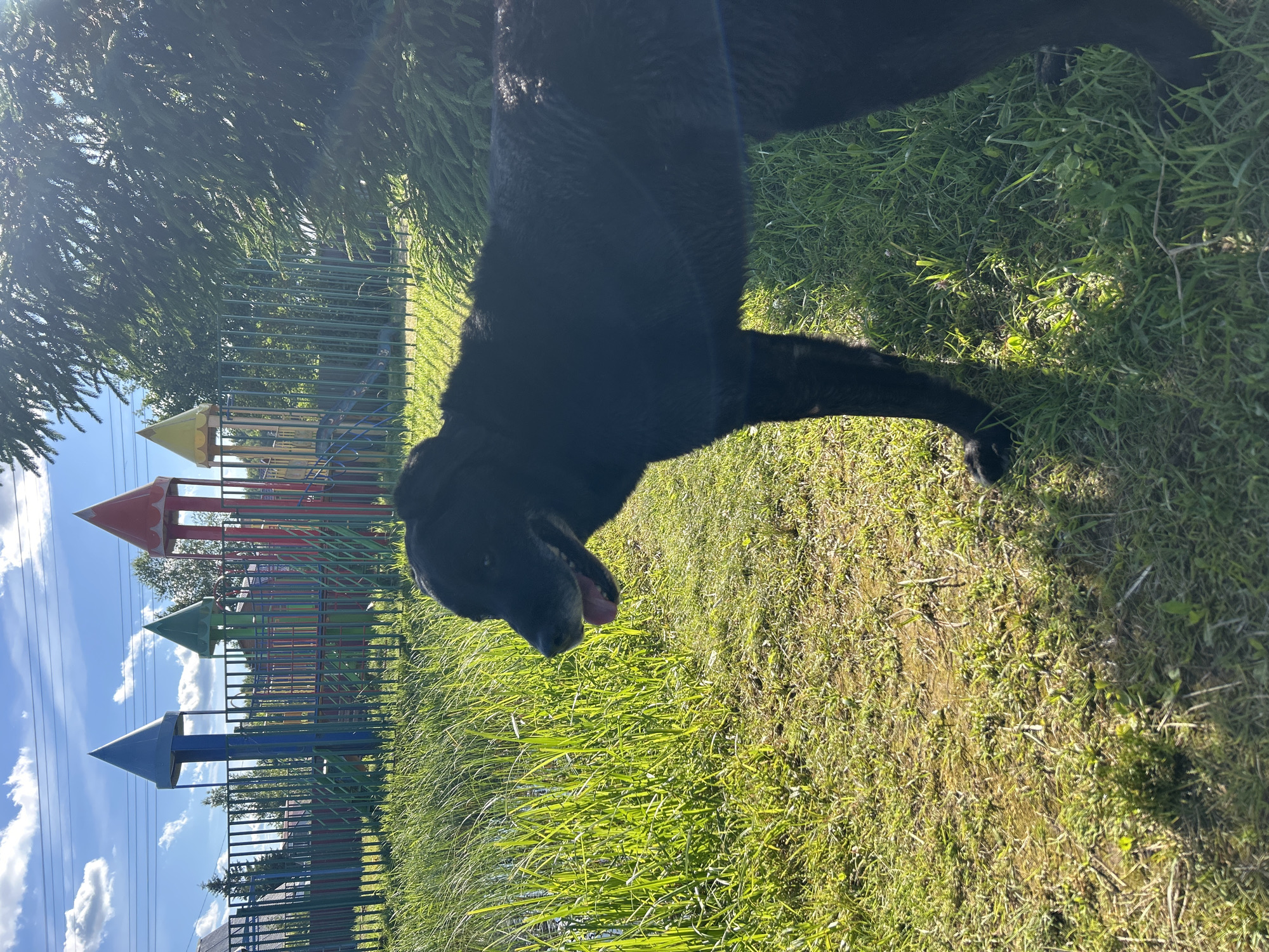 A black dog stands in a grassy area with a playground in the background. The playground has colorful structures resembling castles with slides. Tall, green grass lines the foreground, and a body of water is visible to the left. The sky is blue with scattered clouds. The sun is shining brightly, casting shadows and lens flares on the image. The location is identified as Слава Снт, Russia.