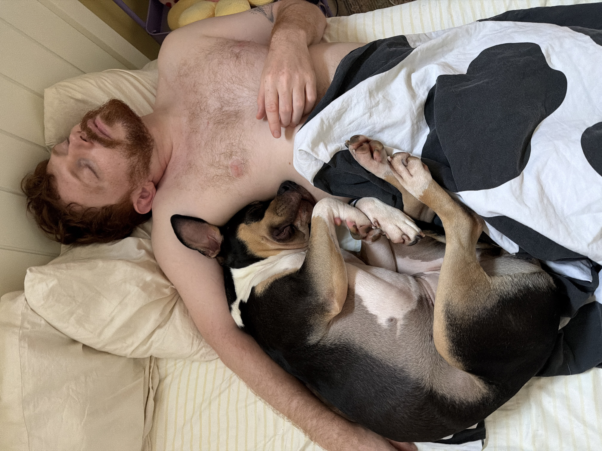 A high-angle shot captures a man and a dog lying in a bed. The man, with red hair and a beard, is lying on his back, eyes closed, with his left arm extended and resting on the dog. The dog is curled up against the man, its paws visible beneath a black and white cow-patterned blanket. The bed has a cream-colored pillow and a striped sheet. Part of a purple container and some yellow objects are visible in the upper left corner. The location in Tel Aviv, Israel, is not discernible from the image.