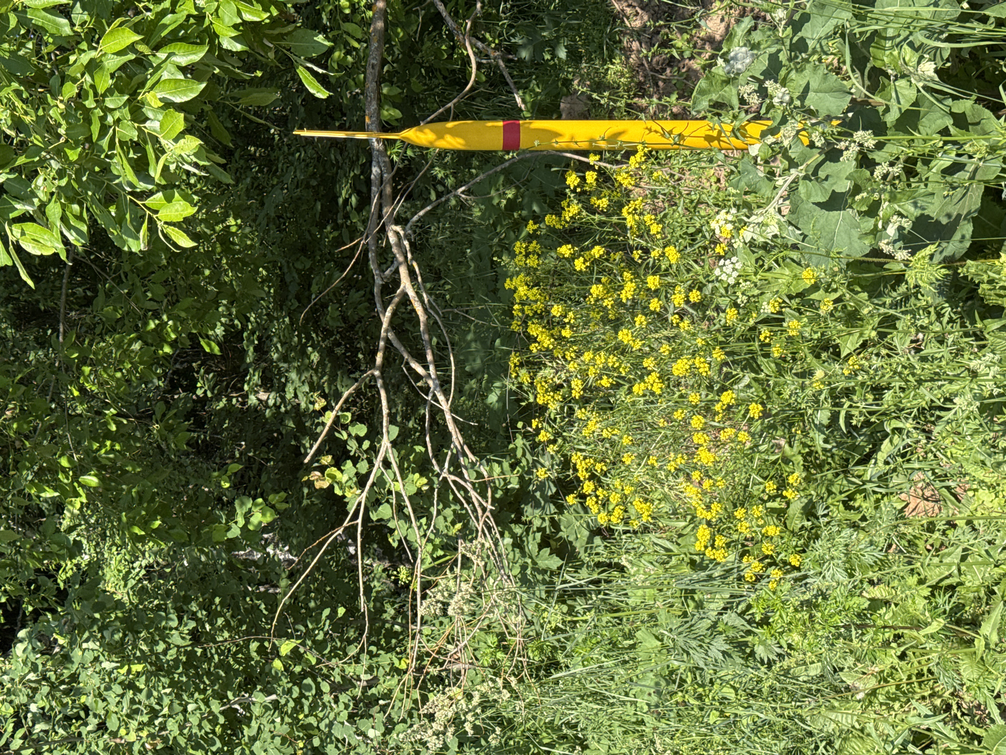 The image shows a natural outdoor scene, likely in a rural or forested area. In the foreground, there is a bright yellow marker post with a red band, standing vertically in a patch of green grass and wildflowers. The wildflowers are predominantly yellow, with some smaller white blooms interspersed. The marker post is pointed at the top and appears to be made of plastic or a similar material. Behind the flowers and marker, there are dead branches from a tree lying horizontally. The background is filled with dense green foliage from trees and shrubs, creating a shaded environment with dappled sunlight filtering through. The specific location in the city of Вассята, Russia, cannot be determined from the visual information provided in the image alone. There are no people or animals visible in the scene.