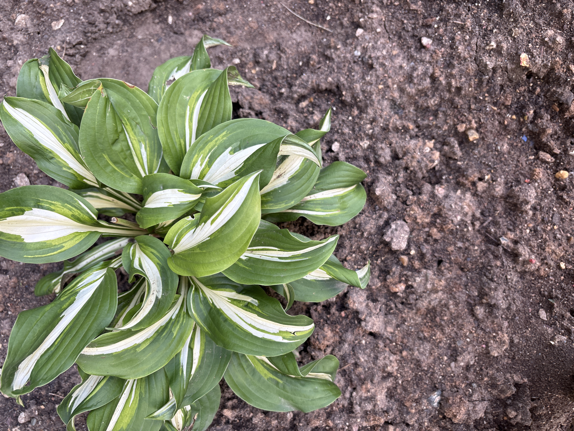 An overhead shot shows a plant with green and white variegated leaves emerging from dark brown soil. The plant is centered in the upper half of the frame, with the soil filling the lower half. The leaves are lance-shaped and curve downwards, displaying distinct white stripes against a green background. The soil is rough in texture, with visible pebbles and small clumps of dirt. No people or animals are present in the image. The lighting suggests an outdoor setting during the day.
