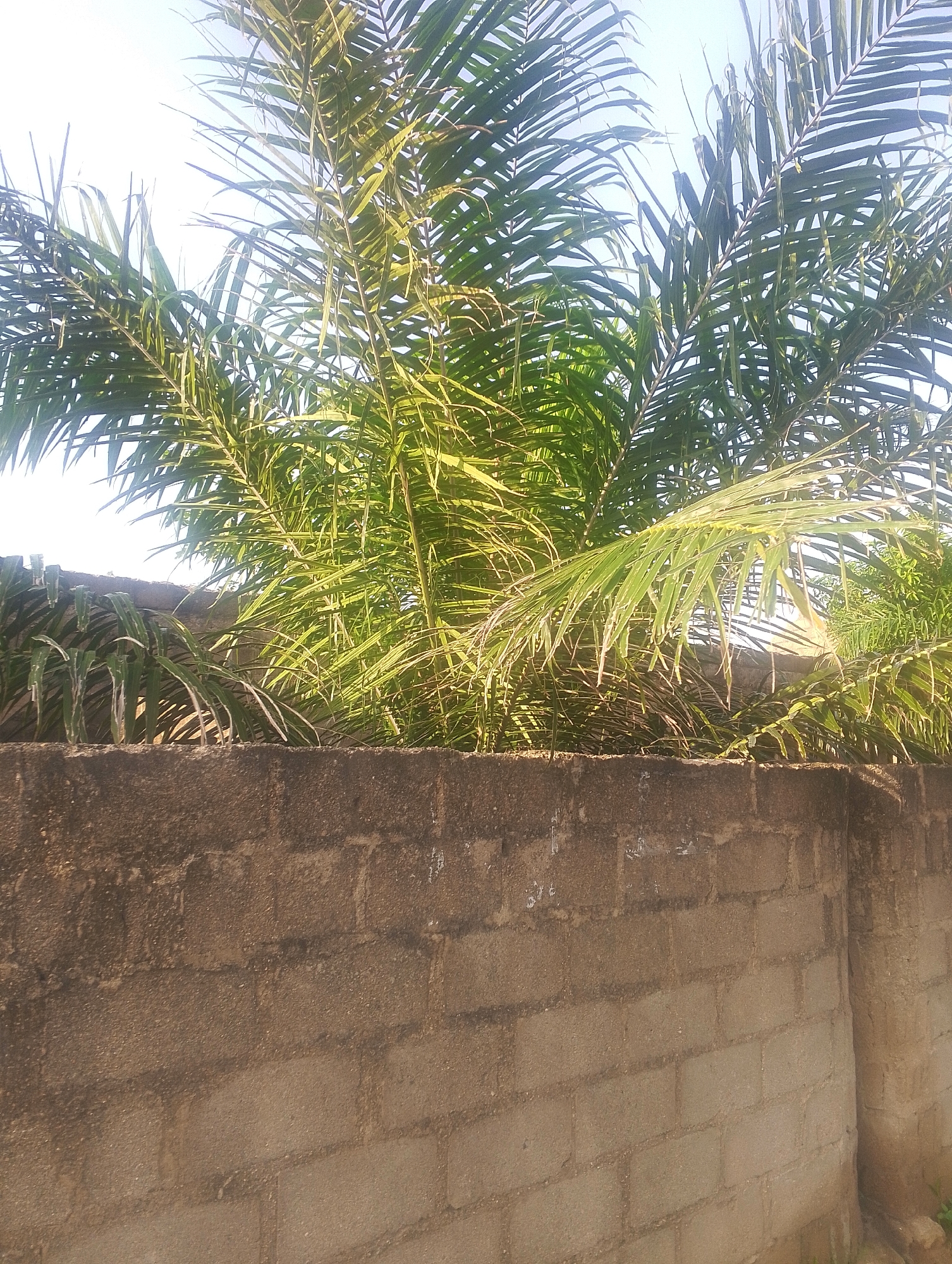 A wall of concrete cinder blocks runs horizontally across the foreground and middle ground of the image, acting as a barrier. Above the wall, a cluster of palm fronds, illuminated by sunlight, fills the upper portion of the frame. The fronds are a vibrant green, with some areas appearing lighter and more yellow due to the strong backlight. The sky is visible through the gaps in the foliage, appearing a pale blue. The wall itself is textured and shows signs of age and weathering, with some areas appearing darker and stained. The overall scene suggests an outdoor setting in a location with tropical vegetation, consistent with Jalingo, Nigeria.