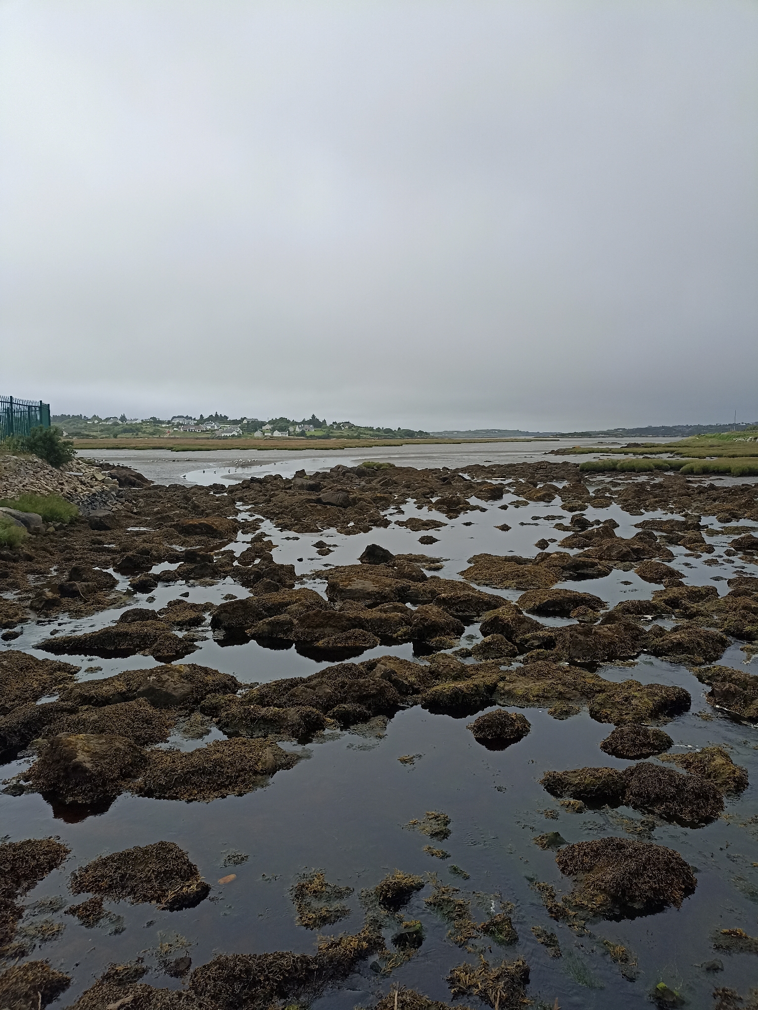 The image depicts a tidal landscape with numerous rocks covered in seaweed. The foreground is dominated by these rocks and shallow pools of water reflecting the overcast sky. In the middle ground, a body of water stretches towards a distant shore with a line of houses and buildings. The horizon is obscured by a hazy sky, suggesting a cloudy or foggy day. A green metal fence and some vegetation are visible on the left side of the image, bordering a rocky embankment. A few birds are scattered on the wet sand or mudflats in the middle distance. The scene is located in Annagry West, Ireland.