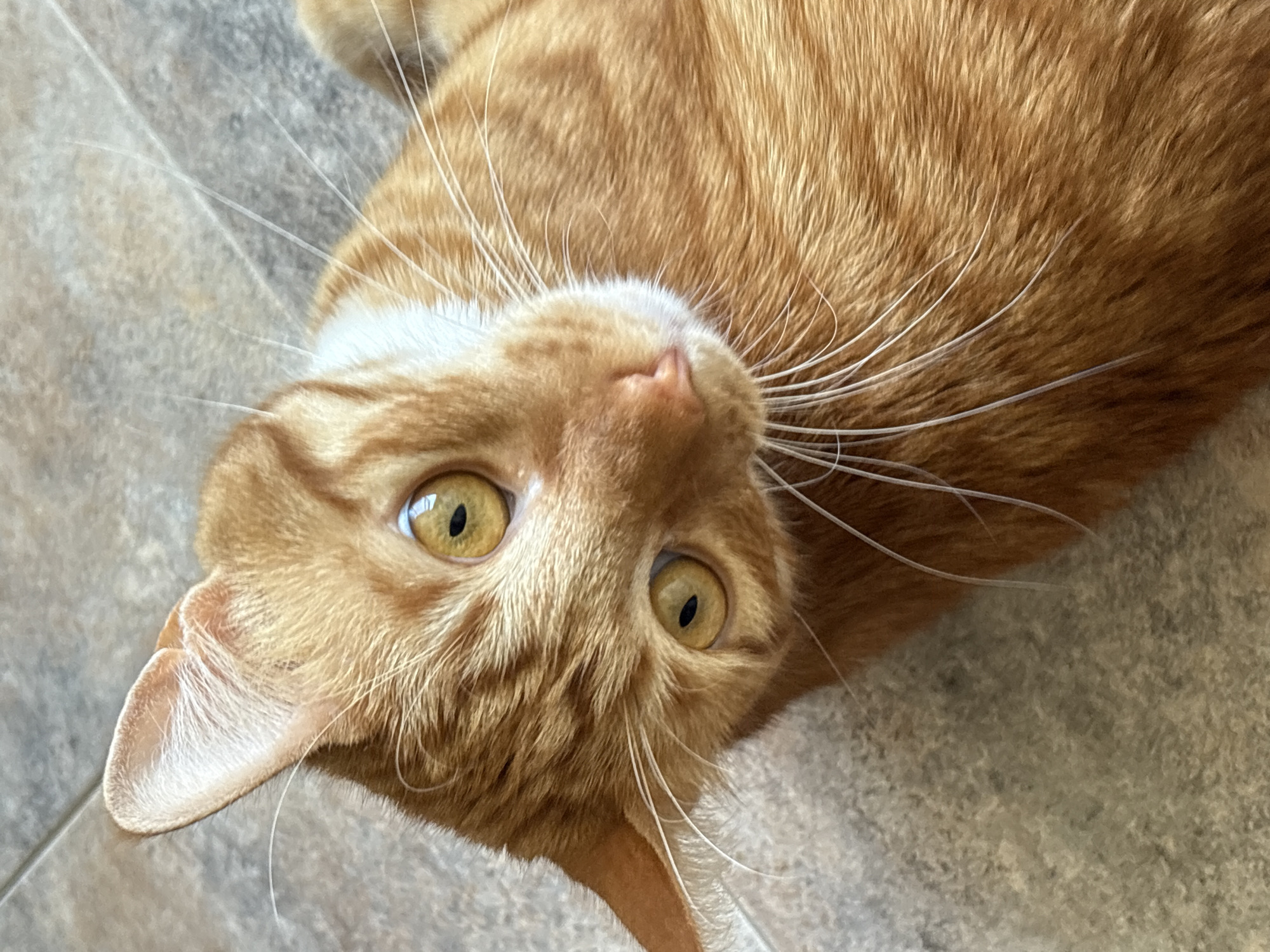 An orange tabby cat with green eyes is lying on a tiled floor, looking directly at the camera. The cat's head is tilted to the left. The background is a textured, tiled surface in shades of gray and beige. There are no people or other objects visible in the image. The scene is indoors.