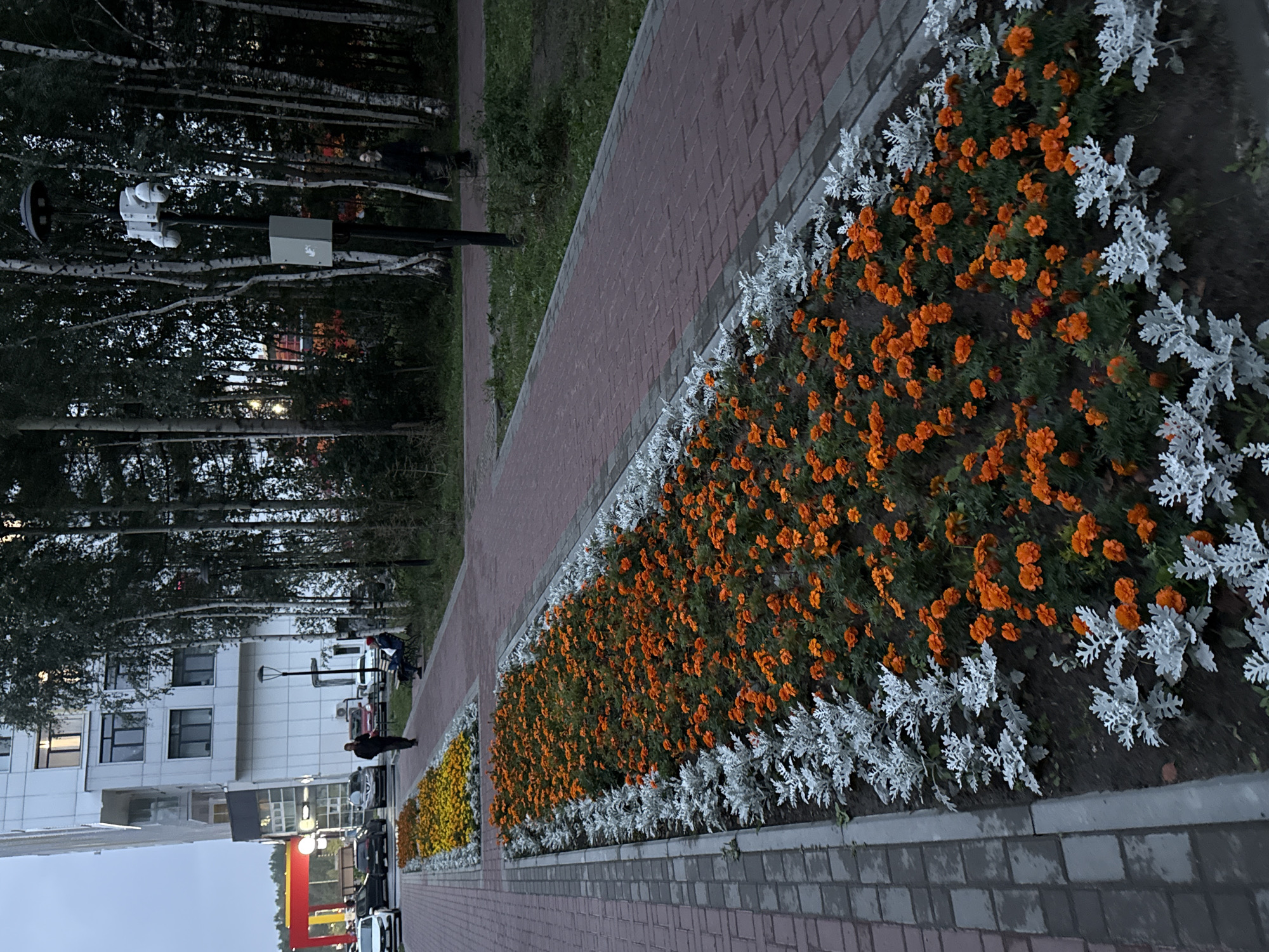 The image depicts an outdoor scene in a city setting, likely in the evening or twilight, given the lighting conditions. In the foreground, a paved walkway runs along a long, rectangular flower bed filled with vibrant orange marigolds and bordered by silvery-white dusty miller plants. Beyond the walkway, another, longer flower bed with yellow and orange flowers is visible. To the left of the walkway and flower beds is a modern, white multi-story building with dark windows. Several cars are parked near the building. A red structure, possibly an entrance or canopy, is also visible to the far left. Behind the flower beds and walkway, a row of tall, slender trees, primarily birch trees with white bark, lines the area. A black lamppost with a surveillance camera system is mounted on a pole in the background. Two individuals are present: one person, dressed in dark clothing, is walking away from the camera on the walkway near the building, and another person is seated on a bench further down the walkway. Another person in dark clothing is walking near the lamppost. The ground appears to be damp in places, suggesting recent rain or dew.