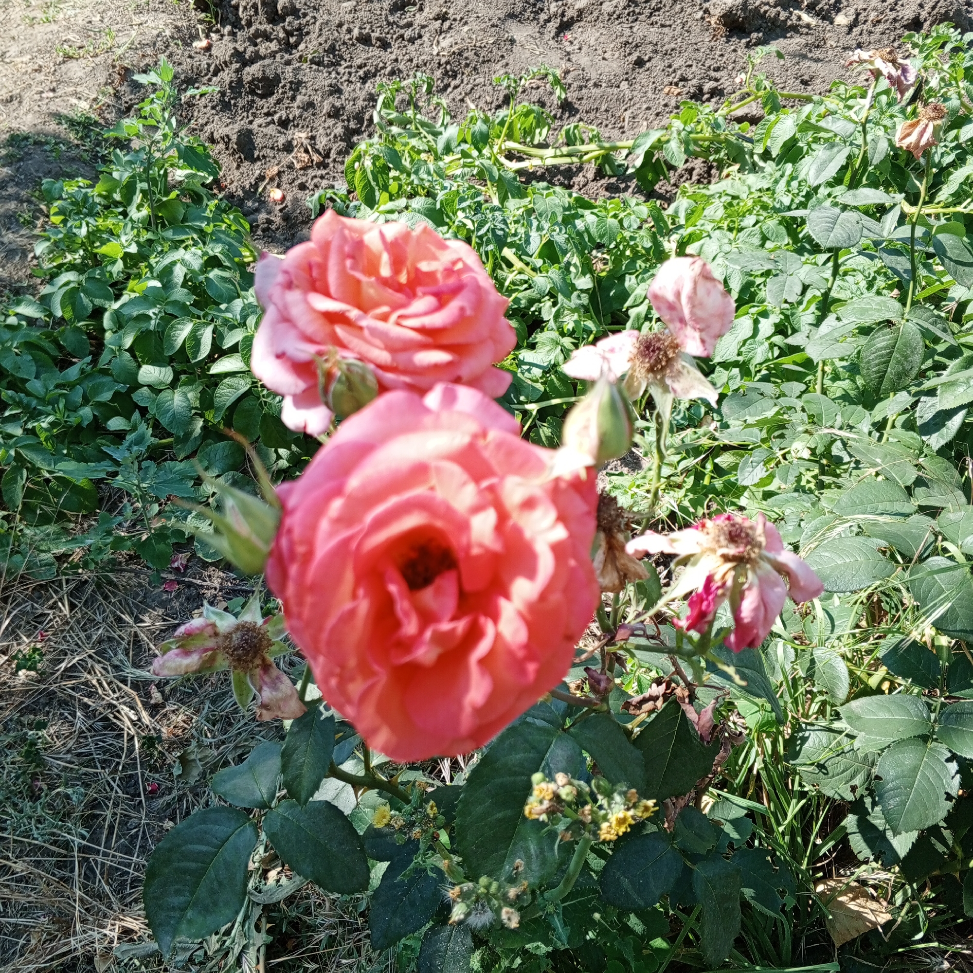 In a garden setting, pink roses are in bloom, some fully open and others as buds. Several of the roses appear past their prime, with wilting petals. The flowers are surrounded by lush green foliage and the soil is visible in the background, suggesting an outdoor garden. Some dried grass and straw are scattered on the ground. The lighting suggests it is daytime, possibly a sunny day given the shadows. There is no visible text in the image.
