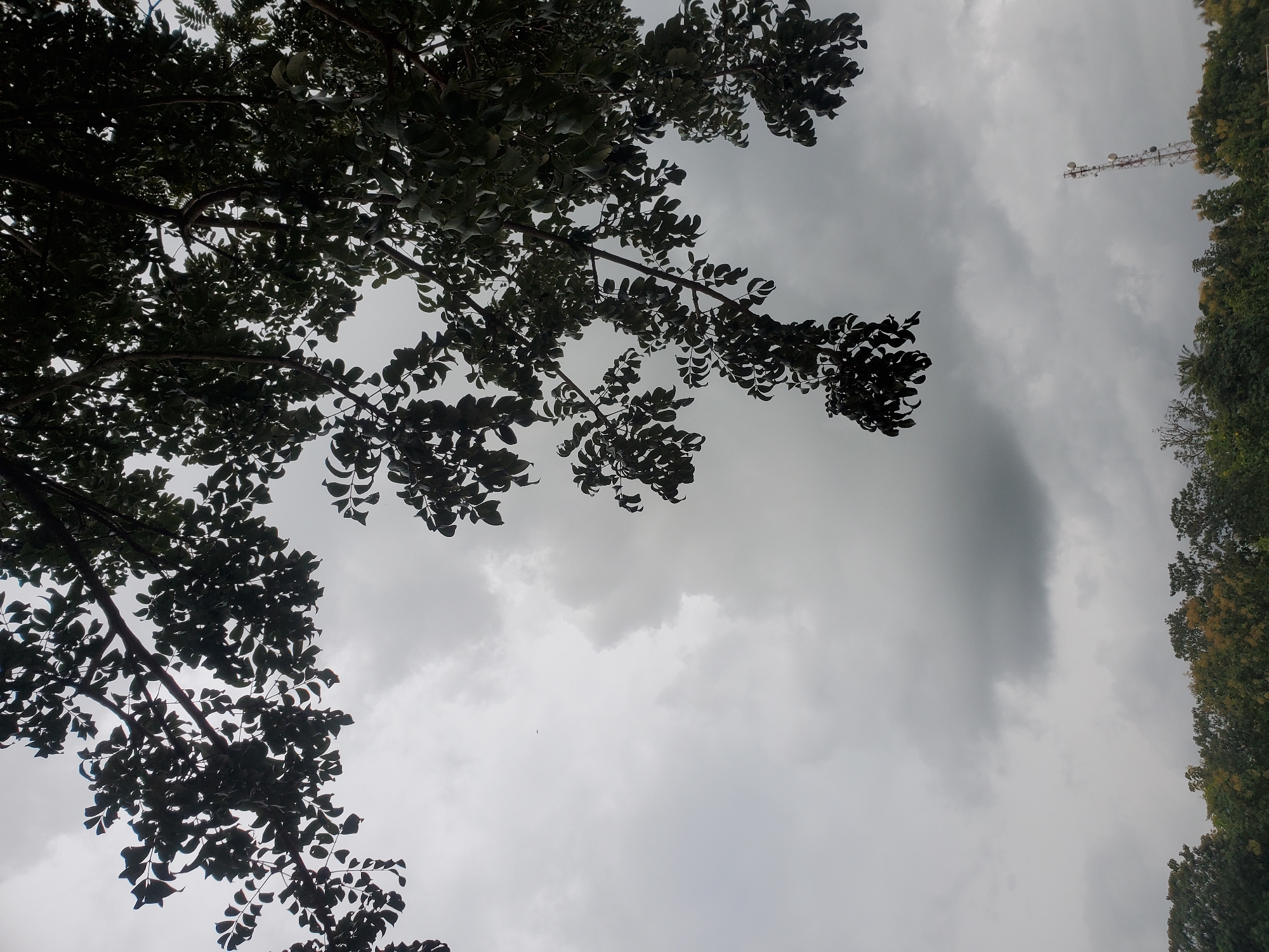 A low-angle, medium shot captures a canopy of dark green leaves and branches silhouetted against a heavily overcast sky. The foliage dominates the upper portion of the frame, with branches extending from the top and right. The sky is a uniform gray, with some lighter patches indicating the density of the clouds. In the distance, a dense line of trees forms the horizon. To the right of the frame, a cell phone tower with multiple antennas stands tall above the treeline. The environment appears to be outdoors, possibly in a park or natural area. The scene suggests a cloudy day in Miango, Nigeria.