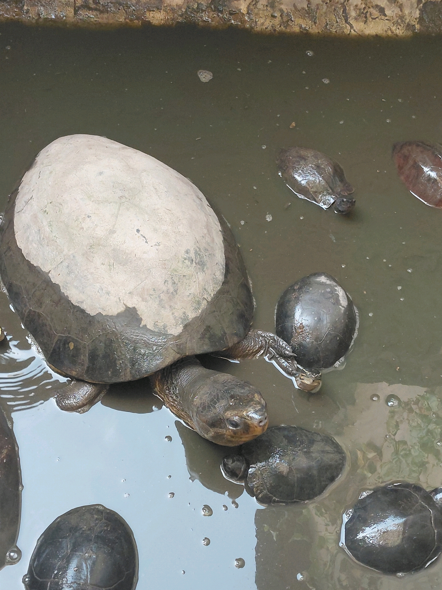 The image shows a group of turtles in murky water. The largest turtle, in the center-left, has a pale, light-colored carapace with dark markings around the edges. Its head and legs are visible, with scaly skin and dark eyes. Other turtles are scattered around the water, mostly with dark carapaces. Some are partially submerged, while others are more visible. The water appears to be shallow, with some debris along the top edge of the image, suggesting a contained environment like a pond or enclosure. The overall impression is of a naturalistic habitat, possibly a zoo or wildlife sanctuary. There are no people visible in the image. The location "Persiapan Mulya Raya, Indonesia" is not visually inferable from the image.