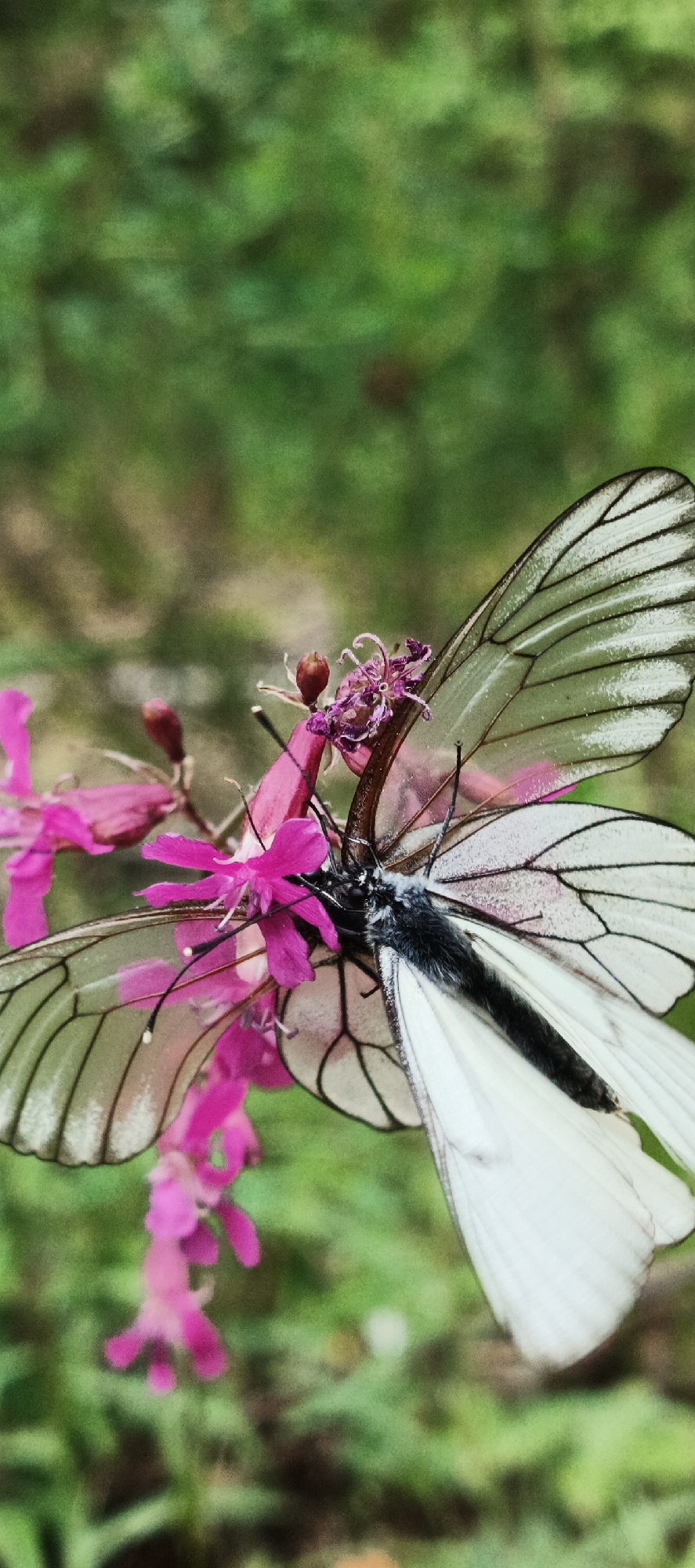 In the city of Garevaya, Russia, a close-up, vertical photograph captures two white butterflies resting on a cluster of pink flowers. The butterflies' wings are open, revealing delicate black veins. One butterfly is more prominent, with its body positioned over the flowers. The background is a soft blur of green foliage, suggesting an outdoor, natural setting. The lighting appears natural, with no artificial sources evident. The overall scene is peaceful and highlights the intricate details of the insects and the flora.