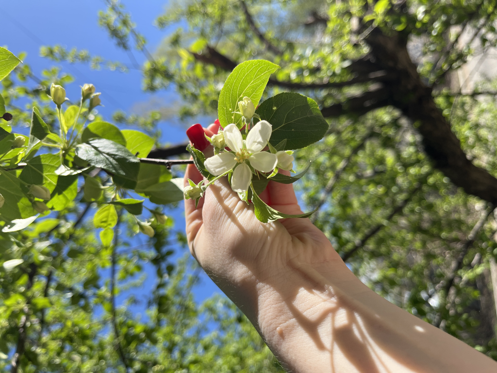 A person's left hand is holding a flowering branch of an apple tree against a backdrop of bright blue sky and green foliage. The hand has red nail polish on at least one visible fingernail. The branch has several leaves and a cluster of white flowers. The location is Chaikovsky, Russia.