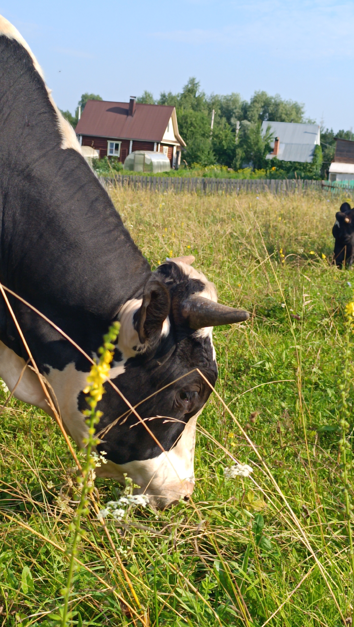 A cow with black and white markings grazes in a grassy field. The cow's head and part of its body are in the foreground, with its head lowered to the ground as if eating. In the background, there are several wooden houses with red and white roofs, a greenhouse, and trees under a clear blue sky. The field is filled with green grass and yellow flowers. Another black and white cow is visible in the distance to the right, standing and facing away from the camera. The scene appears to be set in a rural or village environment. The location is identified as Karsha, Russia.