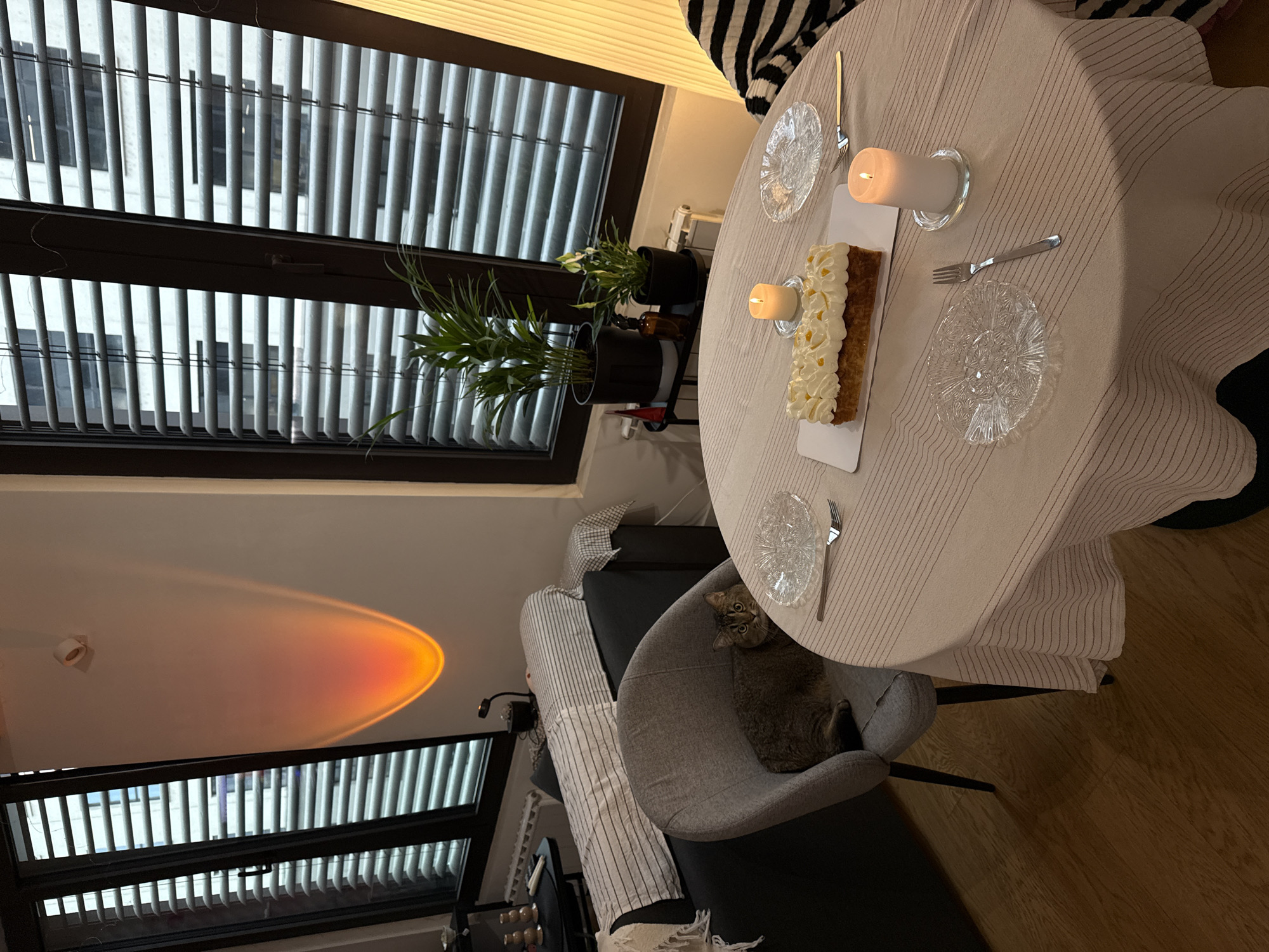 The image displays an indoor living or dining space, consistent with an urban residential apartment in Belgrade, Serbia. A round table, draped with a light beige tablecloth featuring thin dark stripes, occupies the foreground. On the table, a rectangular cake adorned with white cream frosting and orange fruit pieces is presented on a white serving board. Two white pillar candles, each lit and resting on a clear glass coaster, flank the cake. Two place settings are visible, each consisting of a clear, intricately patterned glass plate and a silver-colored fork; one setting also includes a gold-colored knife.
To the left of the table, a brown tabby cat with prominent green eyes is seated on a grey upholstered dining chair, facing the viewer. In the background, two dark-framed windows equipped with horizontal Venetian blinds offer a partial view of an exterior building. Between these windows, a sunset lamp projects an orange-red, arc-shaped glow onto the light-colored wall. Further into the background, a dark grey sofa, partially covered by a white and black striped throw blanket, is visible. Adjacent to the sofa is a small black side table holding decorative objects. A black metal stand near the window holds two potted plants: a larger palm-like plant and a smaller flowering plant. A white wall-mounted radiator is present beneath the window. The flooring consists of light-colored wooden parquet, and a tall, ribbed floor lamp stands on the right side of the scene.