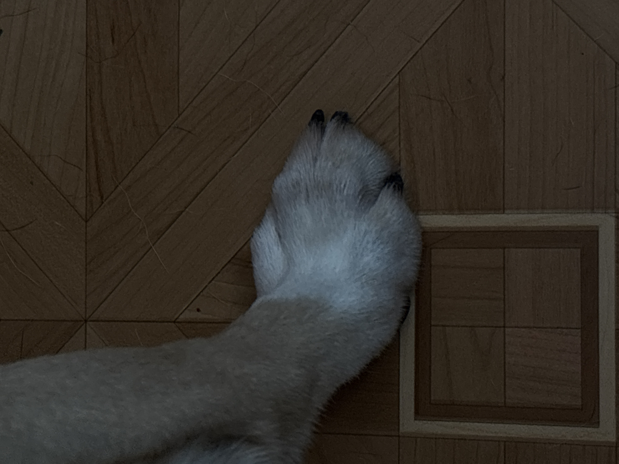 The image shows a close-up of a dog's paw resting on a wooden floor. The paw is light-colored with black claws. The floor has a pattern of diagonal wood planks. In the lower left quadrant of the image, there is a square inlaid design on the floor, also made of wood planks. The scene is indoors and appears to be a domestic setting. There is no indication of the location in Saint Petersburg, Russia.