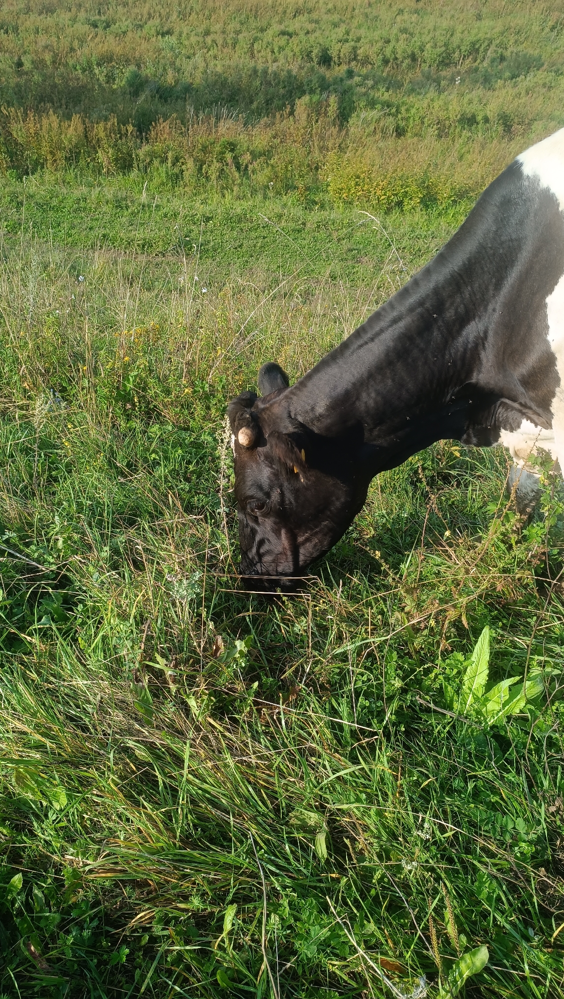 A black and white cow is grazing in a grassy field. The cow's head is lowered, and it is eating the grass. The field is covered in green grass and some wildflowers. The background is a blurred image of more grass and some trees. The lighting suggests it is daytime. The image does not depict any specific urban environment and therefore cannot be placed within the city of Karsha, Russia.