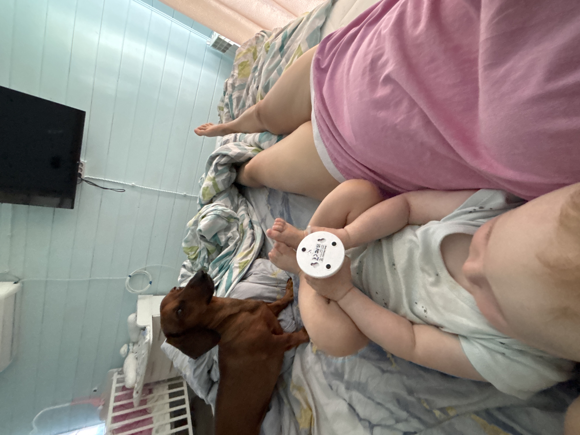 In a room with light blue paneled walls, a brown dachshund stands on a bed covered with a comforter featuring a blue and white abstract pattern. A baby, lying on its back and wearing a light blue t-shirt with a subtle animal print, is holding a small white circular object with black markings. Next to the baby, a person's legs are visible, with the left leg bent and the right leg extended, wearing pink sleepwear. In the background, a white crib with pink accents and a black television mounted on the wall are visible. The scene appears to be indoors, likely a bedroom, in an unspecified location.