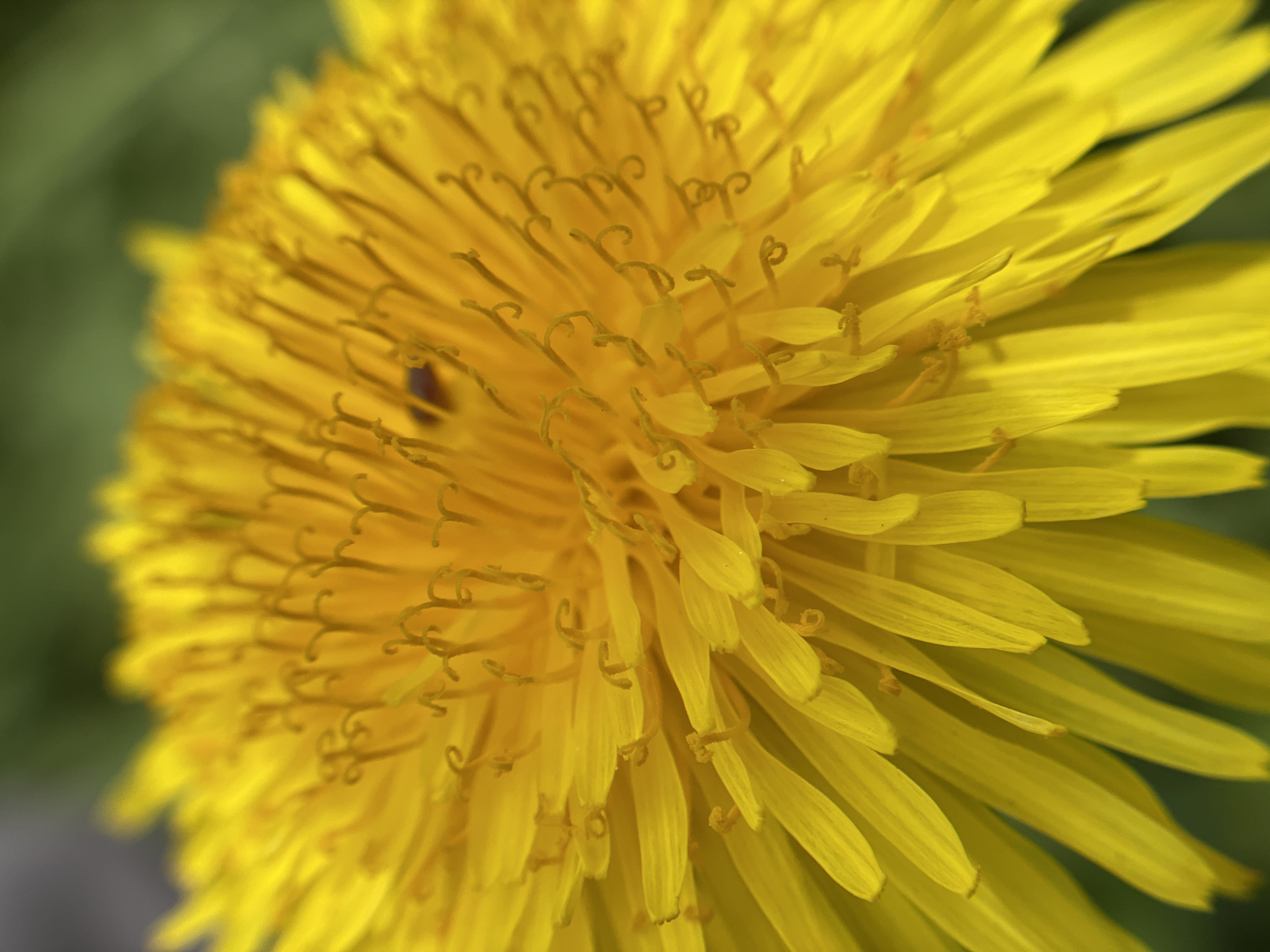 A close-up photograph shows a bright yellow dandelion in full bloom. The petals, a gradient of light to mid-yellow, radiate outwards from the center. At the flower's center, the petals have distinctive, curled tips. A small, dark-colored insect is visible, nestled among the petals near the left side of the flower. The background is an out-of-focus mix of green and gray. No evidence is presented in the image that indicates the city location.