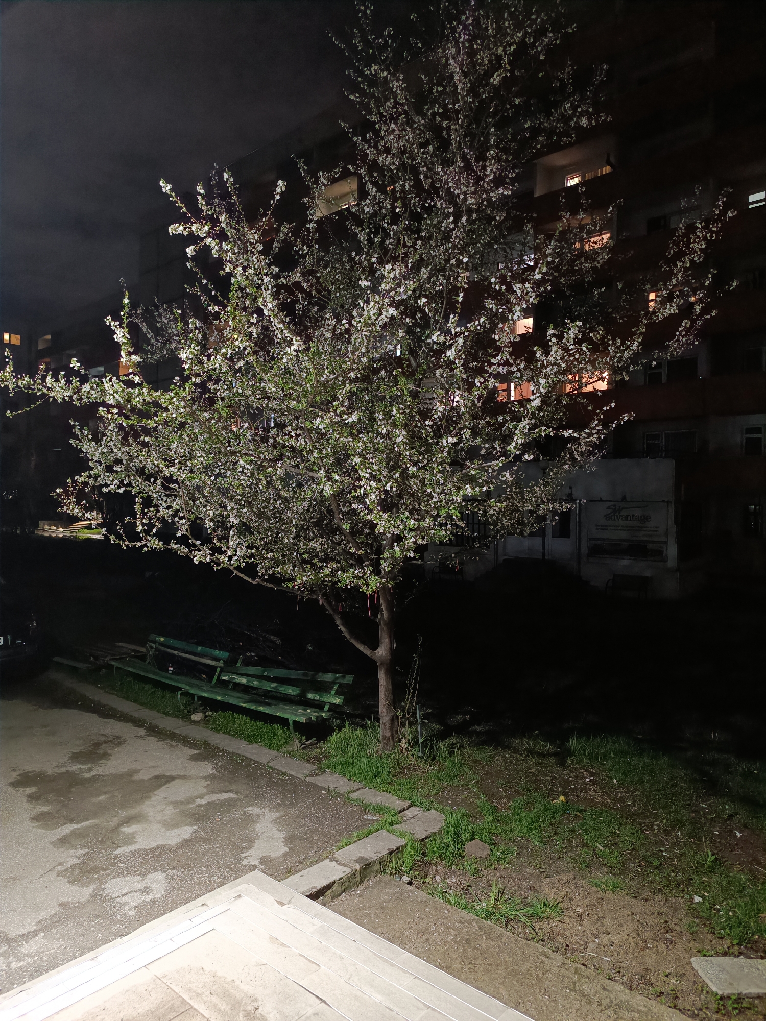 Captured at night, the image depicts an urban scene in Sofia, Bulgaria. A blooming tree, filled with white blossoms, dominates the foreground. Behind the tree, a multistory residential building with illuminated windows is visible. A green bench sits to the left of the tree. A paved walkway stretches from the bottom of the frame, leading towards the bench and the tree. The environment includes patches of grass and bare earth. The overall lighting is dim, with the tree being more illuminated.