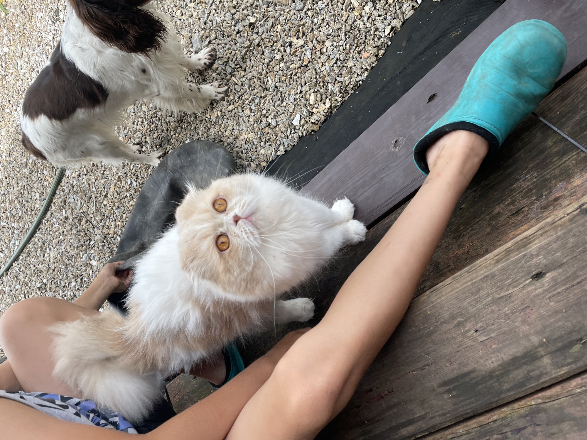 A Persian cat with cream and white fur and amber eyes is positioned in the foreground, looking upwards. The cat is standing on a wooden surface next to a person's legs, one of which is wearing a turquoise rubber boot. In the background, a brown and white English Springer Spaniel stands on a gravel surface. A green hose is visible in the upper right corner of the image. The scene appears to be an outdoor patio or yard.