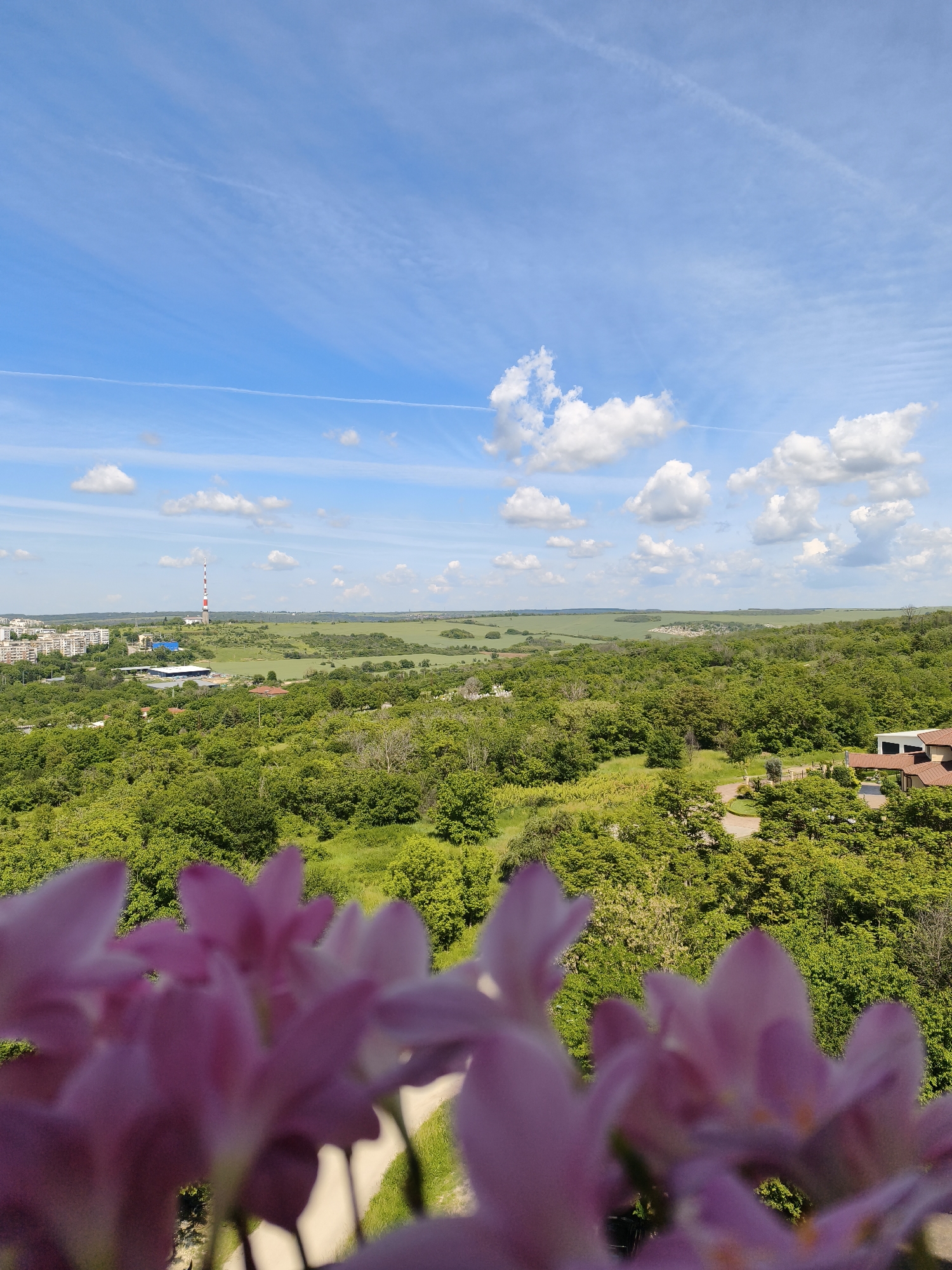 The image shows a landscape view under a blue sky with scattered white clouds. In the distance, there is a cityscape with buildings and a tall red and white striped tower. A stretch of green fields lies beyond the cityscape. In the foreground, vibrant green trees fill the middle ground. The lower portion of the image is obscured by pink flowers, which are slightly out of focus. The location is in an unidentified city.