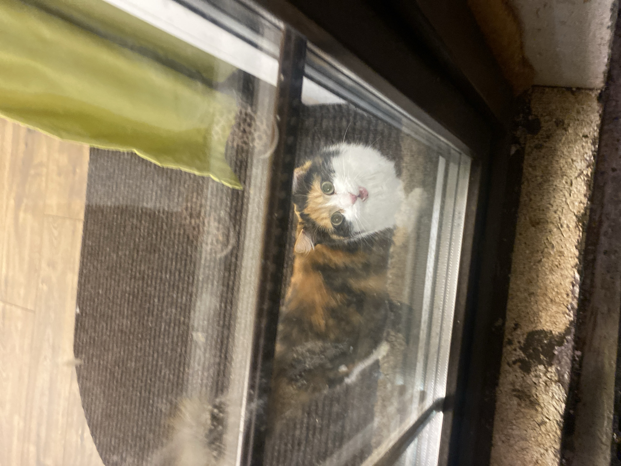 A calico cat is looking through a window. Outside the window is a wall with peeling paint. Inside, a green curtain is partially visible, along with a textured gray floor. The location is unknown, and there is no information to indicate this is in Chaykovsky, Russia.