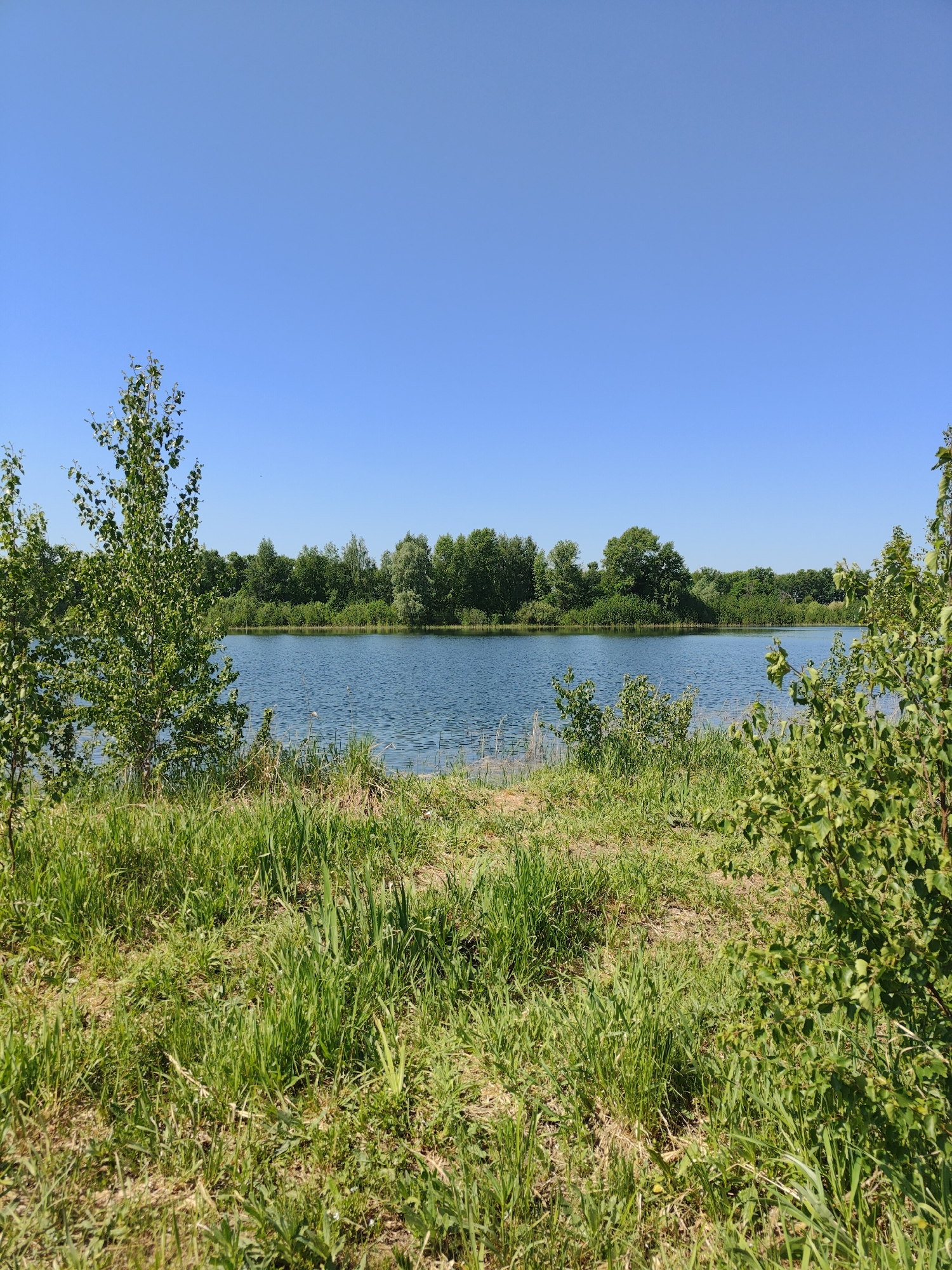 The image depicts a body of water, likely a lake or wide river, under a clear blue sky. The water is calm with slight ripples. On the near bank, there's an area of grassy vegetation and small trees or bushes. In the distance, across the water, is a treeline suggesting the far shore. The image suggests a natural setting. Given the prompt's instructions for the location as Birsk, Russia, this is likely a location within or near Birsk, Russia.
