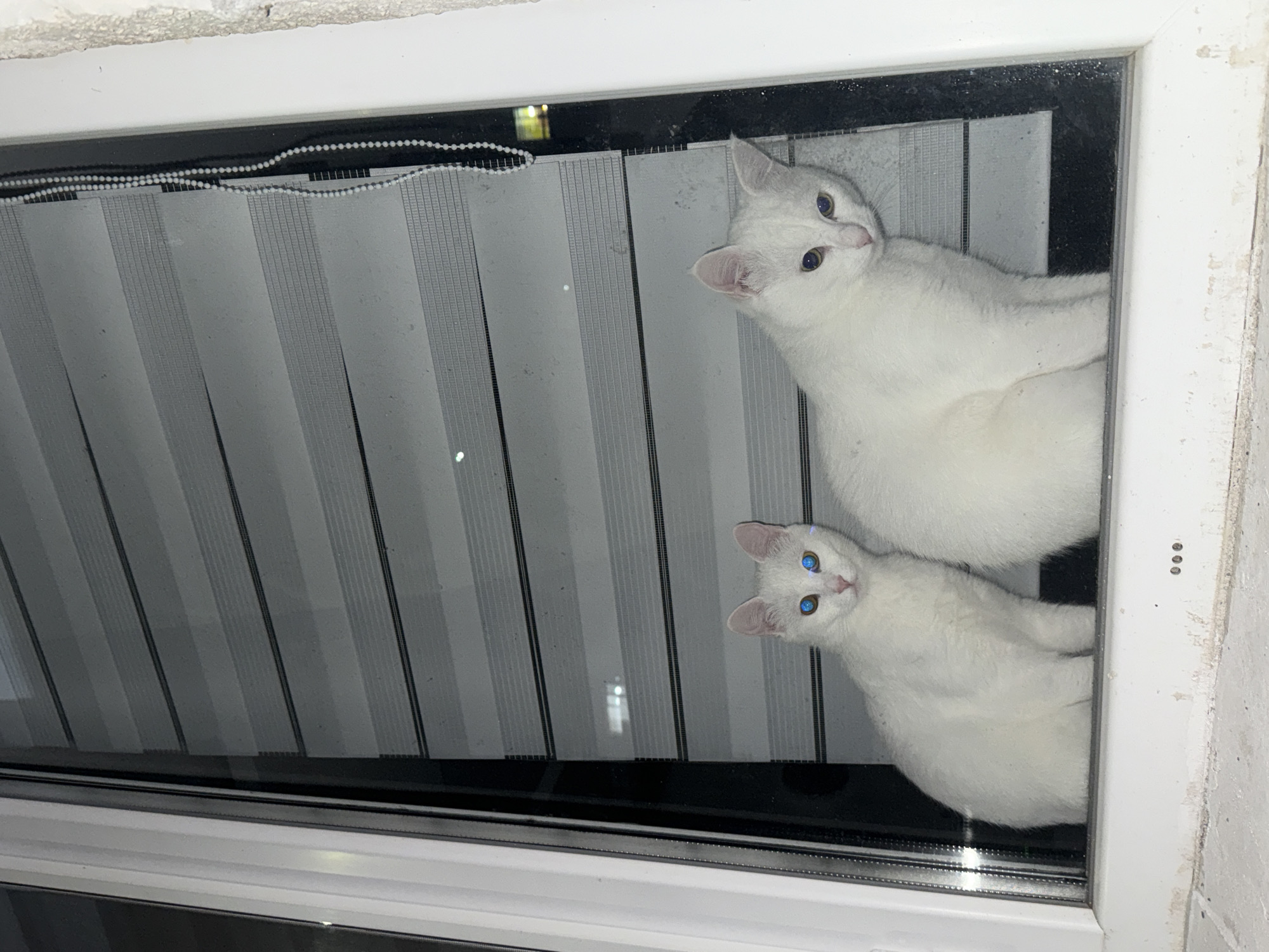 Two white cats with blue eyes are perched behind vertical blinds in a window. The window frame is white. The location is unspecified; there is no information to indicate the city of Burgas, Bulgaria.