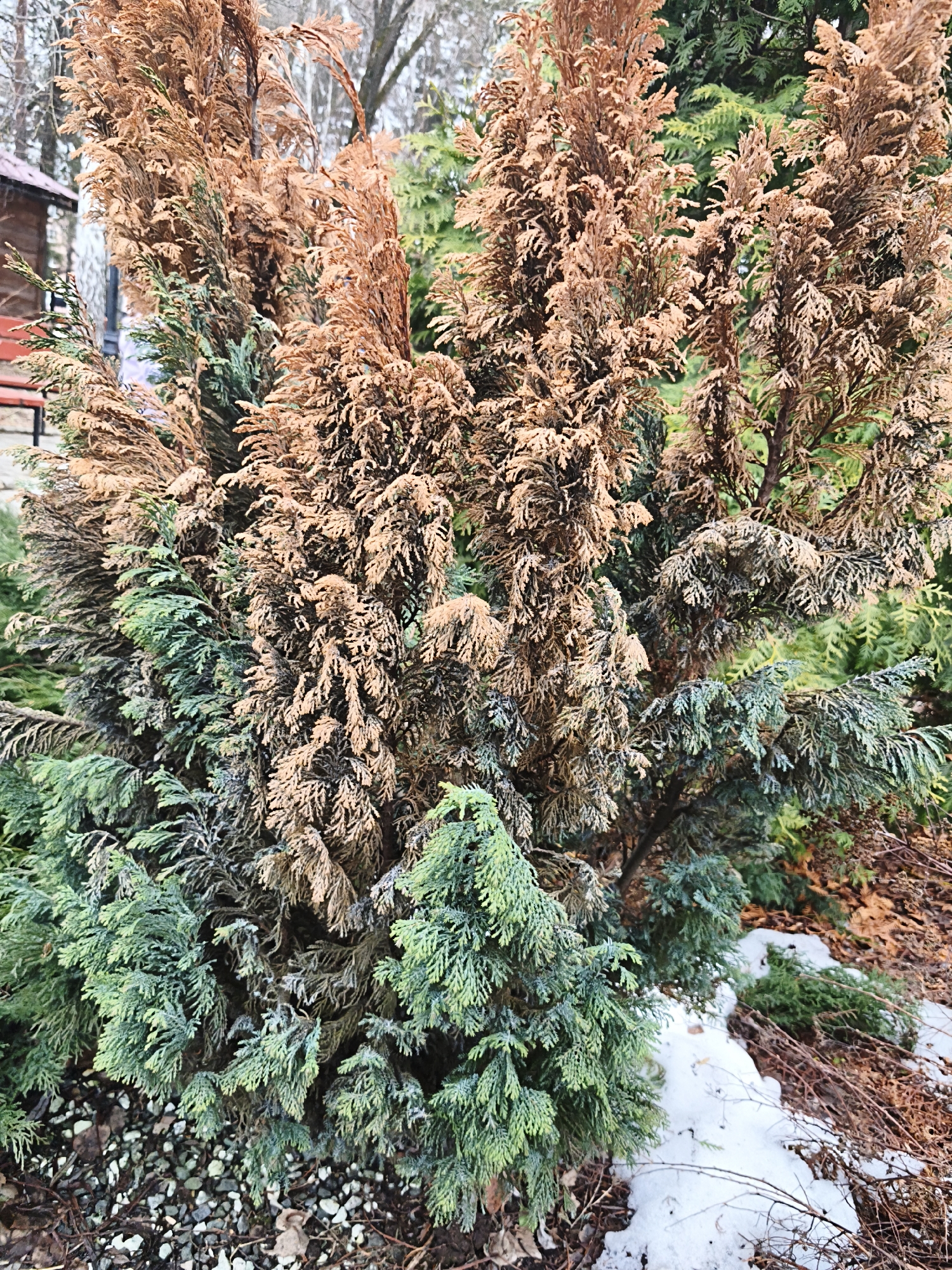 The image captures an outdoor scene featuring a prominent evergreen shrub or small tree, exhibiting a mix of healthy green and dried, reddish-brown foliage. The plant's lower sections and some inner branches retain a vibrant green hue, while a significant portion of its upper and outer foliage has turned brown, suggesting winter stress or damage.
At the base of the central shrub, patches of white snow are visible on the ground, interspersed with dark soil and dry, brown leaves. A layer of small grey and white gravel stones covers the ground in the immediate foreground.
In the background, other evergreen trees and shrubs with green foliage are present. To the left, a portion of a wooden building with a dark red roof and a red bench can be seen, indicating a developed outdoor area such as a park or garden. Bare branches of deciduous trees are visible against an overcast sky in the distant background. The scene is illuminated by soft, diffuse daylight, suggesting an overcast day during winter or early spring in Chaikovsky, Russia. There is no human activity or visible text in the image.
