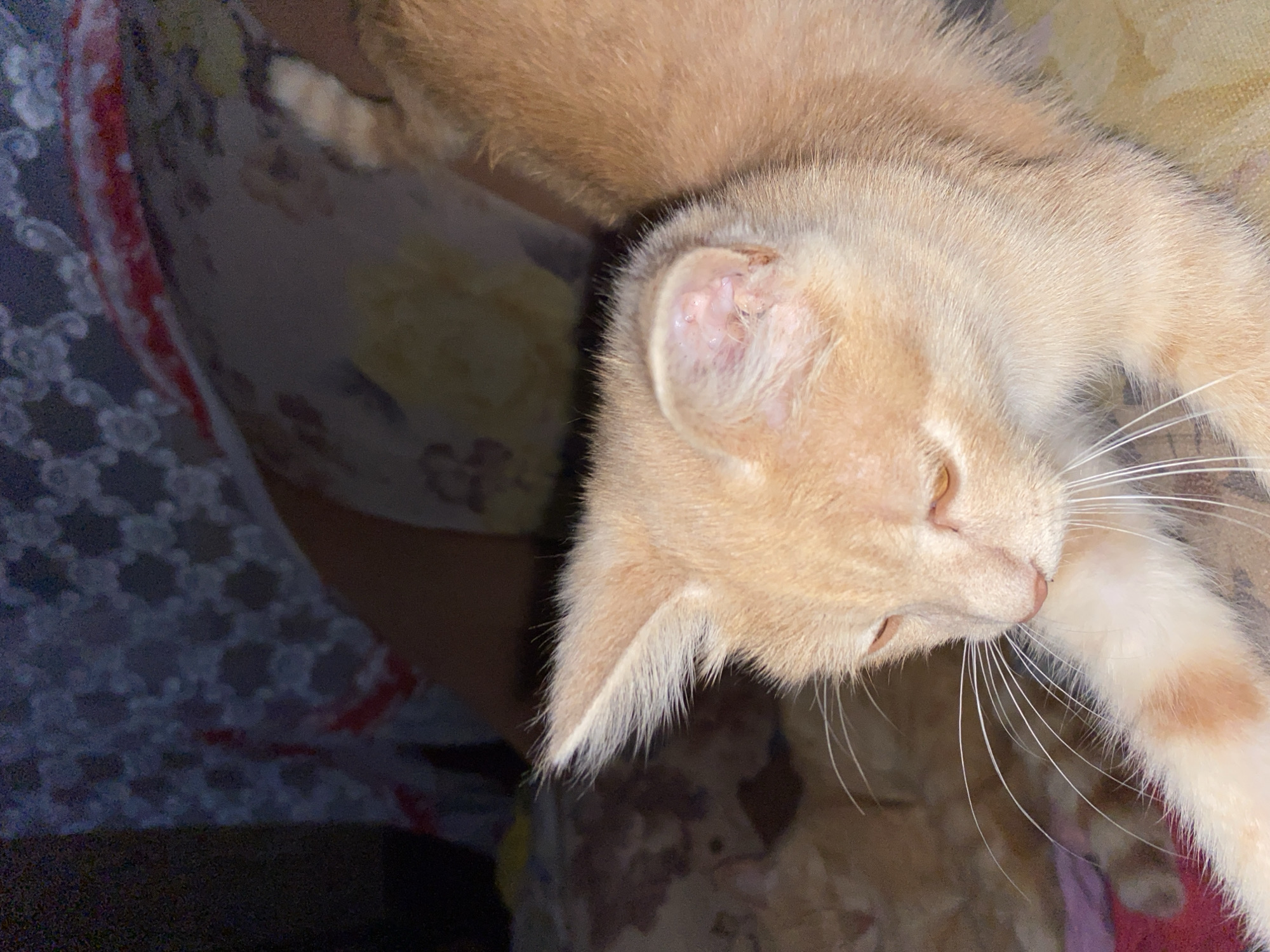 The image shows a close-up view of an orange tabby cat lying down. The cat's head is in the foreground, with its eyes closed or squinting, and its ears are alert. The cat's fur is short and appears to be a light orange color with some darker stripes visible on its back and neck. There are patches of darker orange on its legs and chest. The cat's whiskers are long and white. In the background, another orange tabby cat is visible, lying down and slightly out of focus. The cats appear to be on a soft surface, possibly a bed or blanket, with patterned fabric behind them. The lighting is dim, suggesting the image was taken indoors at night. There is no indication of the location in the city of Zima, Russia.