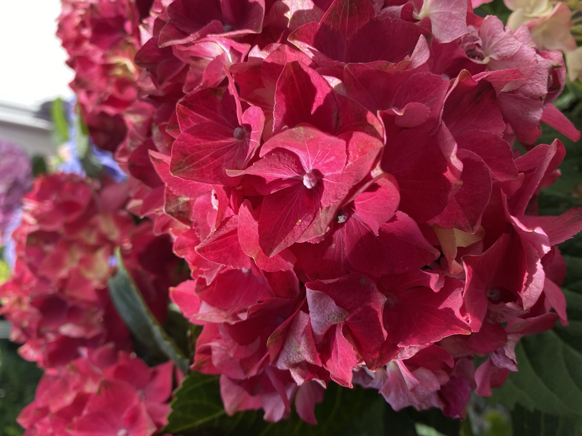 The image shows a close-up of several bright pink hydrangea flowers. The flowers are in bloom, with many petals layered on top of each other. Some of the petals are slightly faded and tinged with a lighter pink or even a pale purple. In the background, other hydrangea blooms of similar color, and potentially a few blue flowers, are visible but out of focus. Lush green leaves provide a backdrop to the vibrant flowers. The lighting suggests it is daytime, with sunlight casting shadows and highlighting the textures of the petals. The scene appears to be a garden or a natural setting. There is no indication of people, specific landmarks, or any activity occurring within the image. The exact location in Bad Sachsa, Germany, is not discernible from the visual information provided.