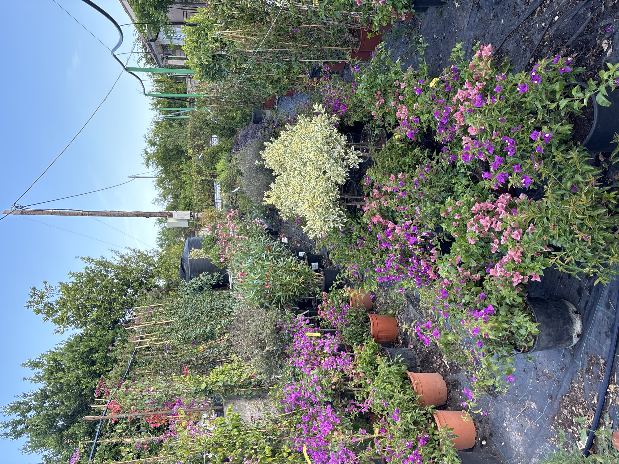 This media file captures an outdoor nursery in Radanovići, Montenegro. The scene is filled with a variety of potted plants, primarily flowering shrubs and trees, arranged for sale. The plants are densely packed, with some in large black plastic pots and others in terracotta pots.
Dominant among the flora are vibrant bougainvillea plants, displaying a profusion of pink and purple bracts, interspersed with green foliage. There is also a distinctive variegated shrub with creamy white and green leaves, situated centrally in the image. Various other green plants, some with small red flowers, are visible further back and to the left. Some plants are supported by bamboo stakes.
The ground cover appears to be black landscape fabric, suggesting a commercial nursery setting. Overhead, power lines and poles are visible against a clear blue sky, indicating it is daytime. The lighting suggests it is likely late morning or early afternoon. There are no people visible in the image. The overall impression is one of lush greenery and colorful blooms, suggesting a pleasant and possibly warm weather. No visible text is present.