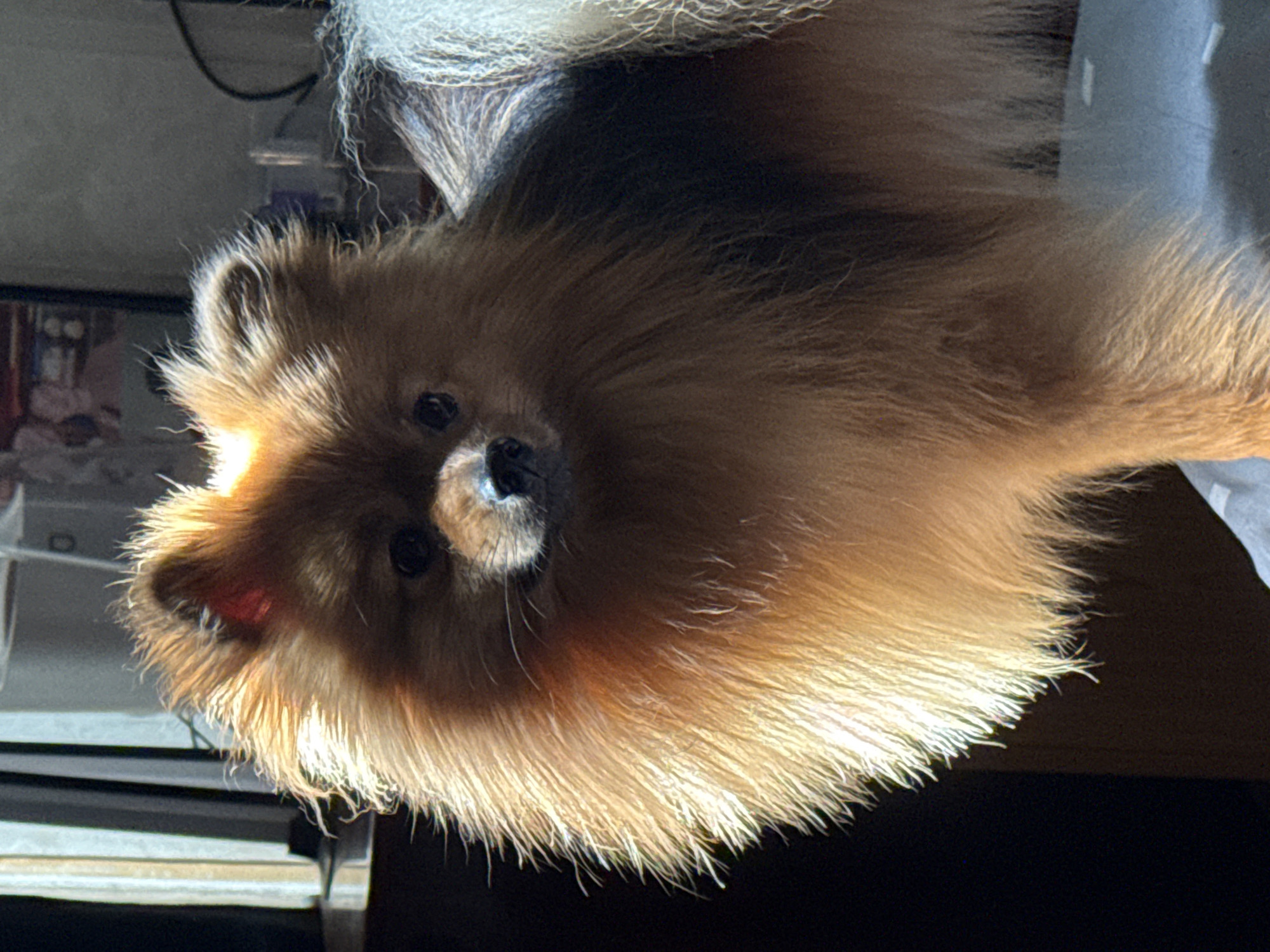 A close-up image depicts a fluffy, brown and tan Pomeranian dog. The dog is oriented vertically, with its head facing towards the top-left of the frame. Its gaze is directed towards the viewer. The fur is illuminated with sunlight, creating a bright halo effect around the edges. The background includes blurred elements of an interior, appearing to be furniture and possibly office supplies. No specific location in Khimki, Russia, can be determined from the image.