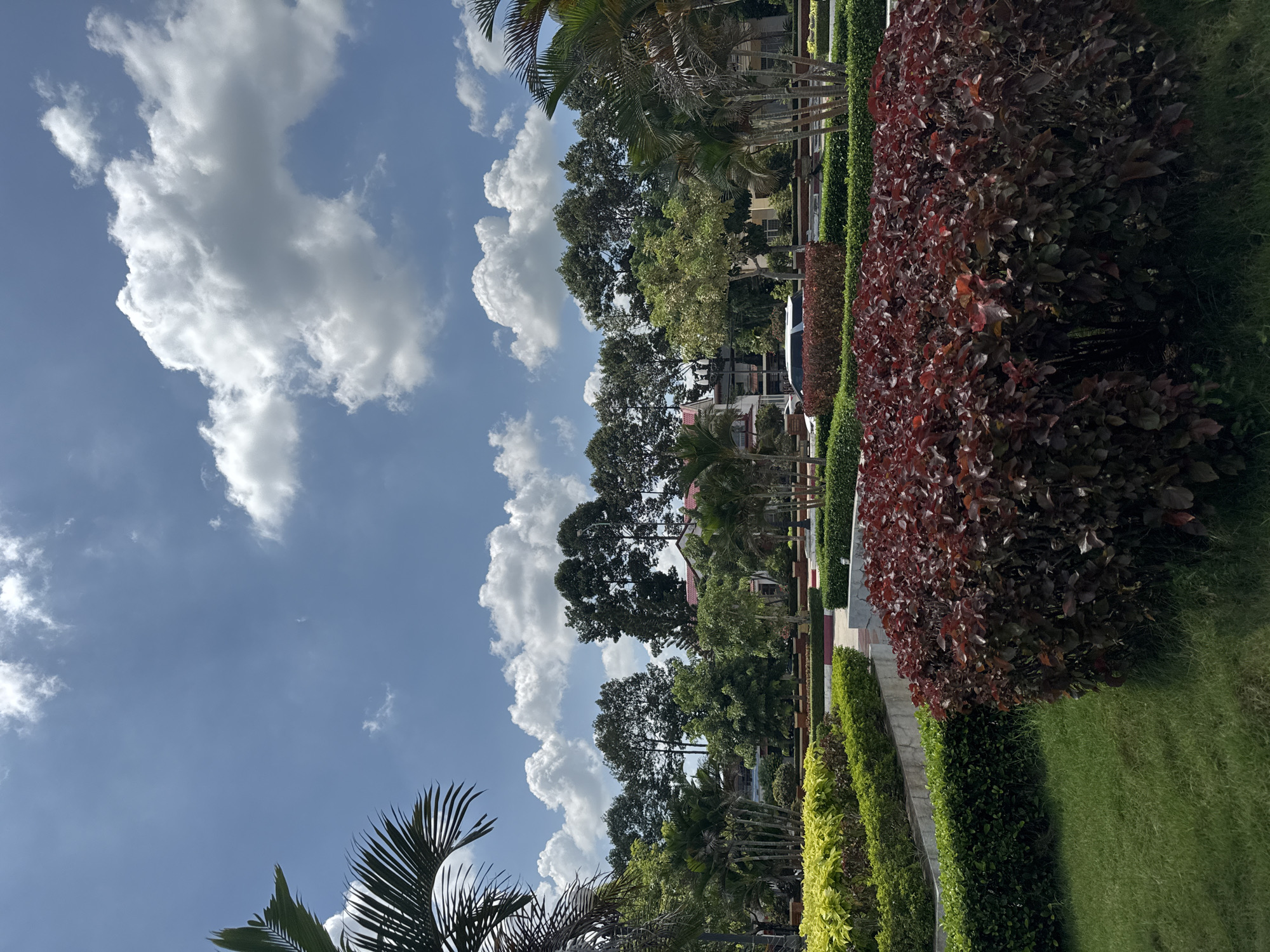 A low-angle, full-frame shot captures a manicured park landscape under a bright blue sky with fluffy white clouds. In the foreground, a lush green lawn is met by a large, dense bush with dark red foliage. Behind this, tiered garden beds display vibrant yellow-green shrubs above meticulously trimmed dark green hedges. A concrete retaining wall separates the lower garden level from an upper walkway. In the middle ground, a row of slender palm trees and larger, leafy trees form a verdant backdrop, with hints of buildings, including a red-tiled roof, peeking through. A white SUV is parked in the distance, partially obscured by the foliage. The scene suggests a well-maintained public space in Ben Cau, Vietnam, characterized by its tropical flora and clear weather.