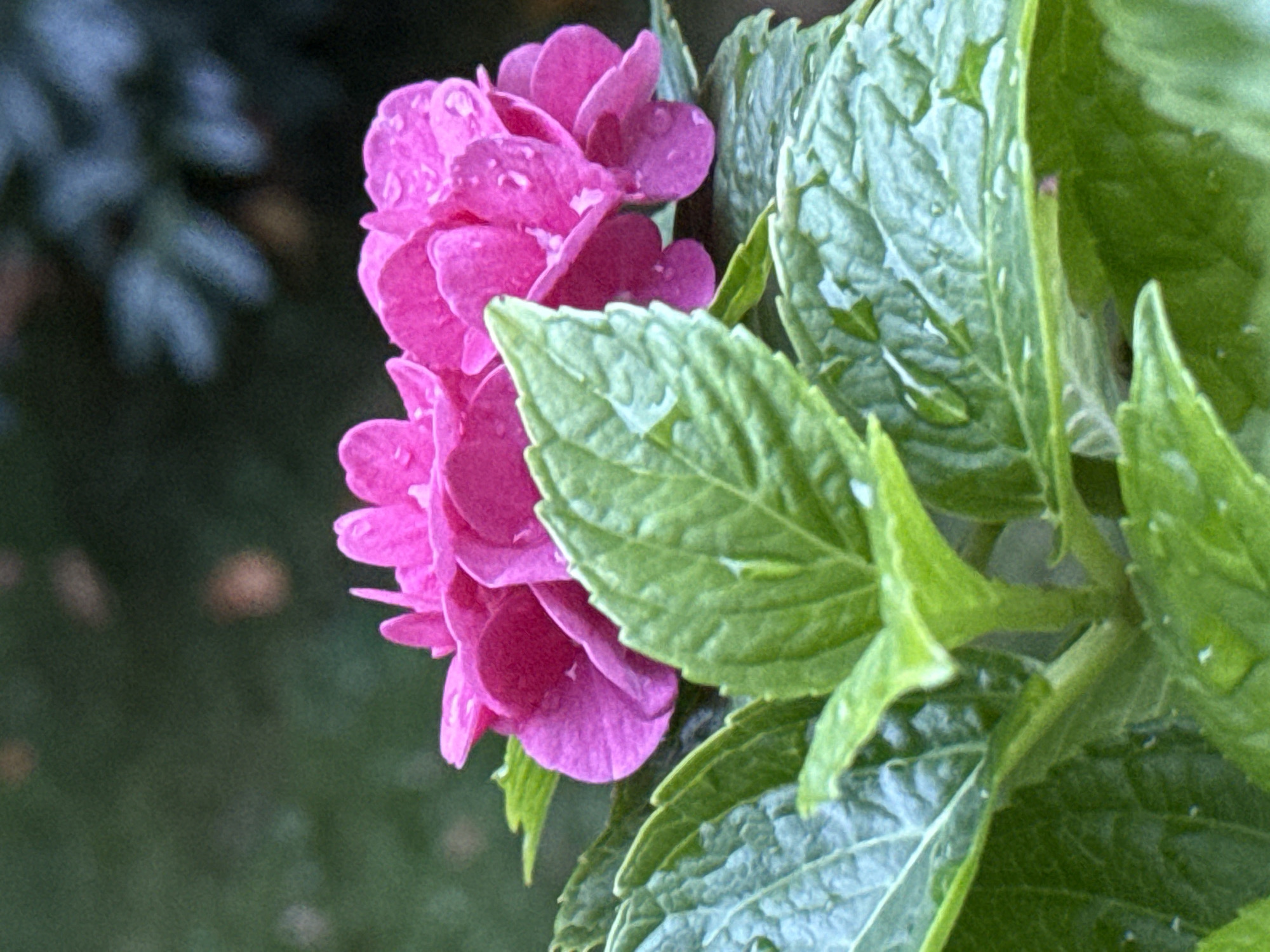 The image is a close-up, eye-level shot of a vibrant pink hydrangea bloom with water droplets on its petals. The flower is positioned in the foreground, slightly to the right of center, and is partially obscured by large, textured green leaves that fill the lower portion of the frame. The leaves have a slightly bluish-green hue and also bear water droplets. The background is softly blurred, showing a dark green, out-of-focus foliage. The lighting appears natural, suggesting it was taken outdoors. There are no people or animals present in the image. The image was captured in Bad Sachsa, Germany.