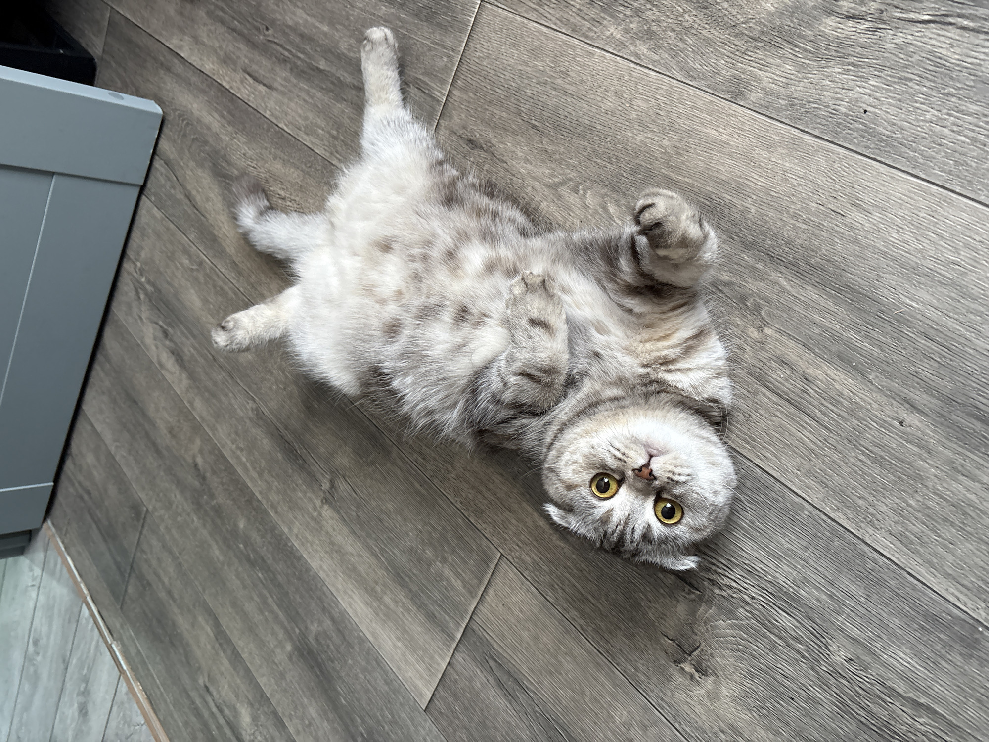 A gray and white cat with yellow eyes lies on its back on a gray wood floor. The cat is positioned diagonally in the frame with its head towards the bottom right corner. One paw is raised in the air. Part of a gray cabinet is visible in the top left corner. The location is Unknown, Unknown.