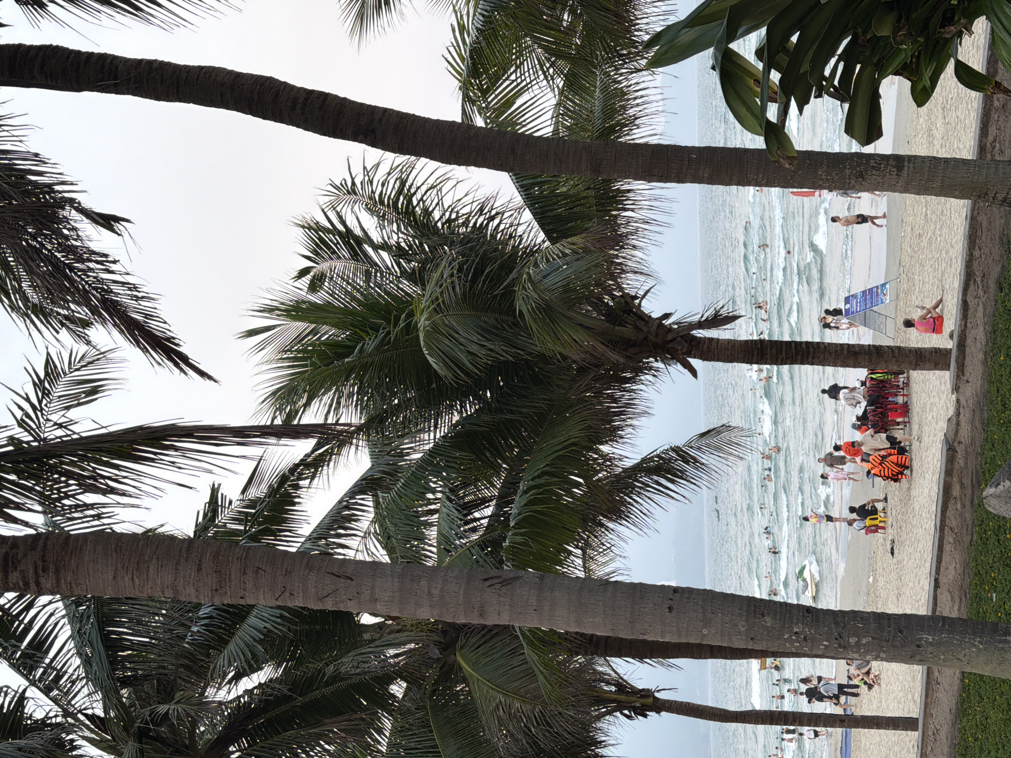 The photograph, taken at a low angle, depicts a crowded beach in Đà Nẵng, Vietnam, framed by multiple coconut palm trees. The view is directed toward the sea, where numerous people are swimming and playing in the water. In the foreground, palm tree trunks are visible, with their fronds partially obscuring the sky. Closer to the beach, groups of people are gathered, some wearing life jackets and others standing near a blue sign. A patch of green vegetation is seen at the edge of the beach on the right side of the image.
