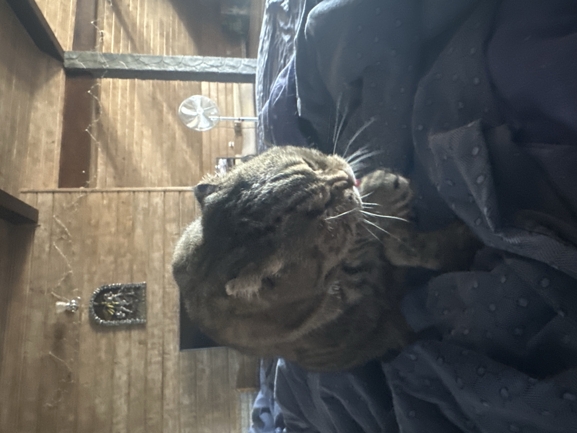 In the city of Virki, Russia, a tabby cat is captured in a close-up shot, resting on a dark blue, textured blanket. The cat's fur displays a pattern of brown and black stripes, and it is captured mid-lick, with its pink tongue extended. The background features a wooden-paneled wall and ceiling, with string lights visible above. A small, arched decorative plaque with figures is mounted on the wall. Further in the background, a white pedestal fan is present. The scene appears to be indoors, possibly a bedroom, given the presence of a bed and the cat's relaxed posture.