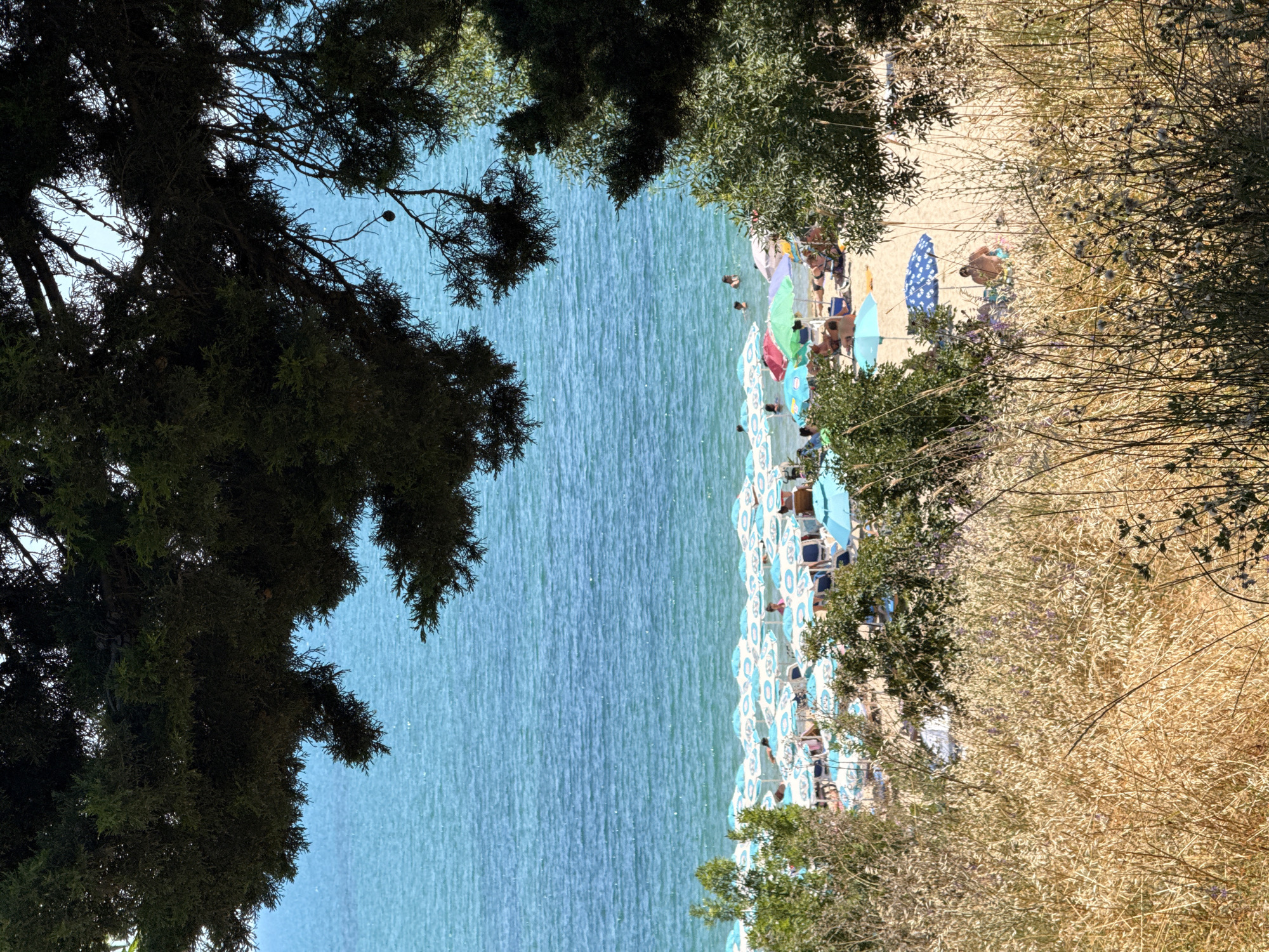 The image shows a beach scene in Ravda, Bulgaria, viewed through the branches of trees and dry grass. The foreground is dominated by tall, dry grass and some green foliage, obscuring the lower part of the beach. Beyond the grass, a crowded beach stretches out, lined with numerous colorful beach umbrellas, predominantly in shades of blue and white, with some green and red umbrellas also visible. Beach chairs are set up under many of the umbrellas. Several people are visible on the beach, some sitting under umbrellas, others lying on chairs or walking. The sea is a vibrant turquoise blue, with gentle waves. A few people are in the water, swimming or wading. The sky is a clear, bright blue, suggesting a sunny day. The overall impression is a lively summer day at a coastal resort.
