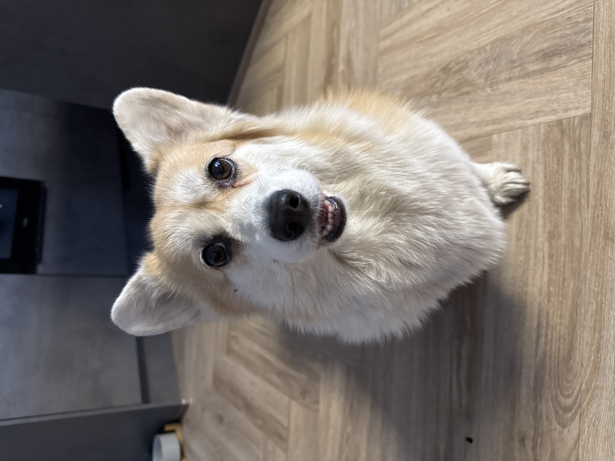 A close-up, high-angle shot shows a Corgi dog looking up at the camera. The dog has a light tan and white coat, with erect ears and dark eyes. Its mouth is slightly open, revealing its teeth. The background consists of a wooden-patterned floor. A dark-colored cabinet or appliance is partially visible in the upper left corner. The location is not possible to determine.
