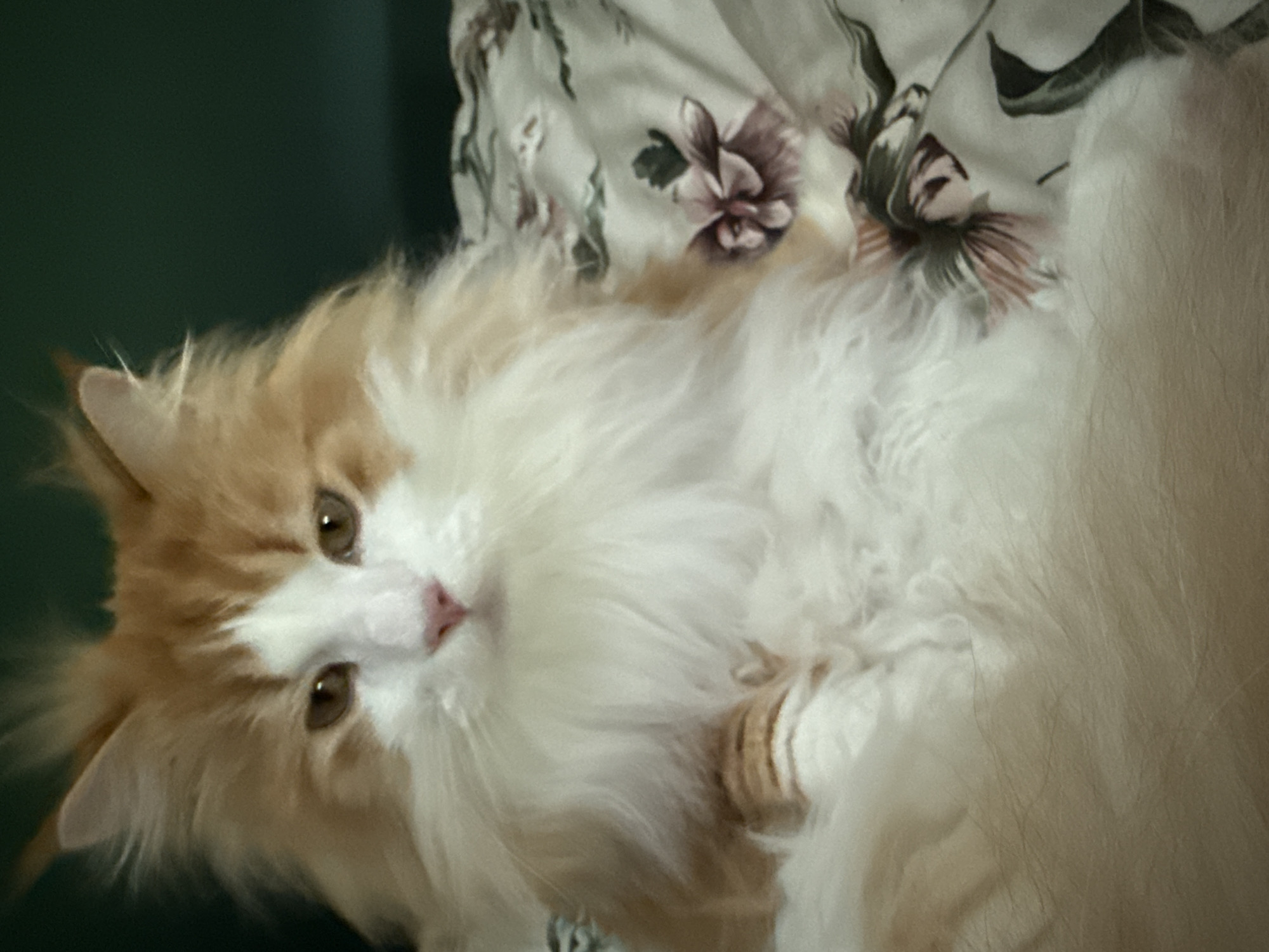 A fluffy orange and white cat with green eyes is sitting on a floral patterned comforter. The cat's fur is very long and voluminous, especially around its face and chest. Its face is mostly white with orange markings around its ears and eyes. The comforter has a light background with a pattern of pink and purple flowers with green leaves. The background behind the cat is a dark green color. There is no indication of the location in the city of Kassel, Germany.