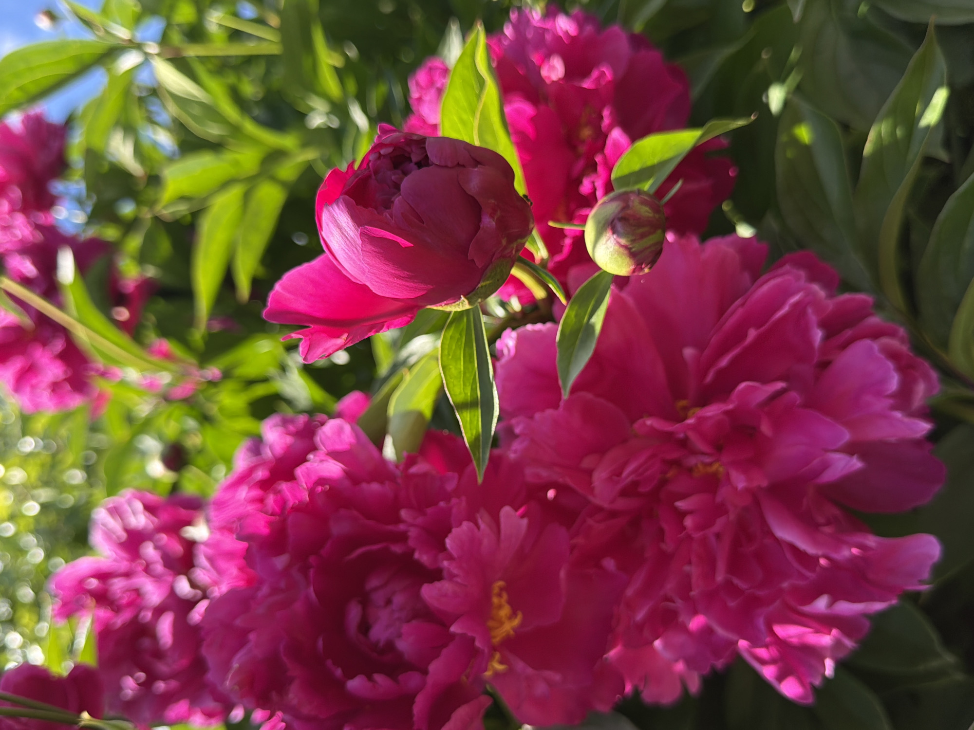 In a garden in Timonovo, Russia, a cluster of vibrant pink peonies dominates the frame. The flowers, in various stages of bloom, exhibit lush, layered petals with a deep magenta hue. Sunlight catches the delicate edges of the petals, creating highlights and adding to their visual appeal. In the background, out-of-focus green foliage and glimpses of a bright blue sky suggest a warm, sunny day. One peony bud, tightly closed, hints at future blooms, while another, partially unfurled, reveals its intricate structure. The overall scene conveys a sense of natural beauty and the peak of summer flowering.