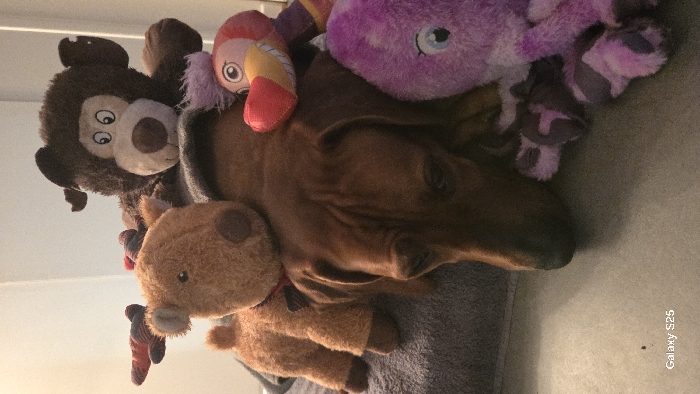 A brown dachshund is lying still and buried under stuffed animals. A plush reindeer with a red bow is positioned on its left side. Above it sits a cartoonish monkey with wide eyes and a smile. A colorful parrot-like toy and a purple octopus plush are on top of the dog's back and head. The dog is nestled on a gray surface.