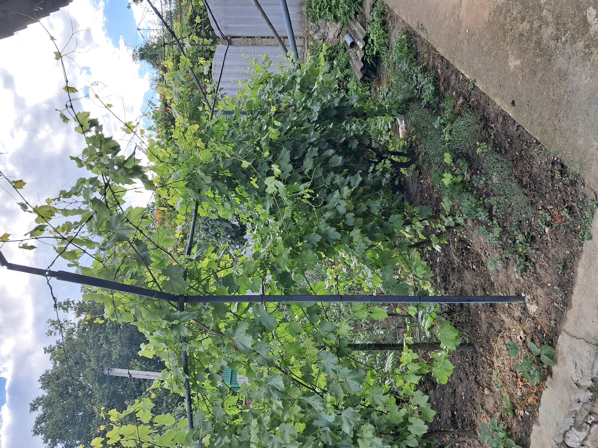 A low-angle, eye-level, full shot captures a garden scene in Onișcani, Moldova. The foreground features a concrete pathway to the right and a stone retaining wall to the left. Beyond the wall, the ground is covered in soil and various low-lying green plants. In the midground, a lush vineyard with abundant green leaves dominates the scene, supported by dark metal poles and wires. Behind the vineyard, a corrugated metal fence runs horizontally across the image, with pipes attached to its surface. The background shows a dense growth of trees, a concrete post with wires, and a cloudy sky. The overall impression is one of a well-maintained, private garden.