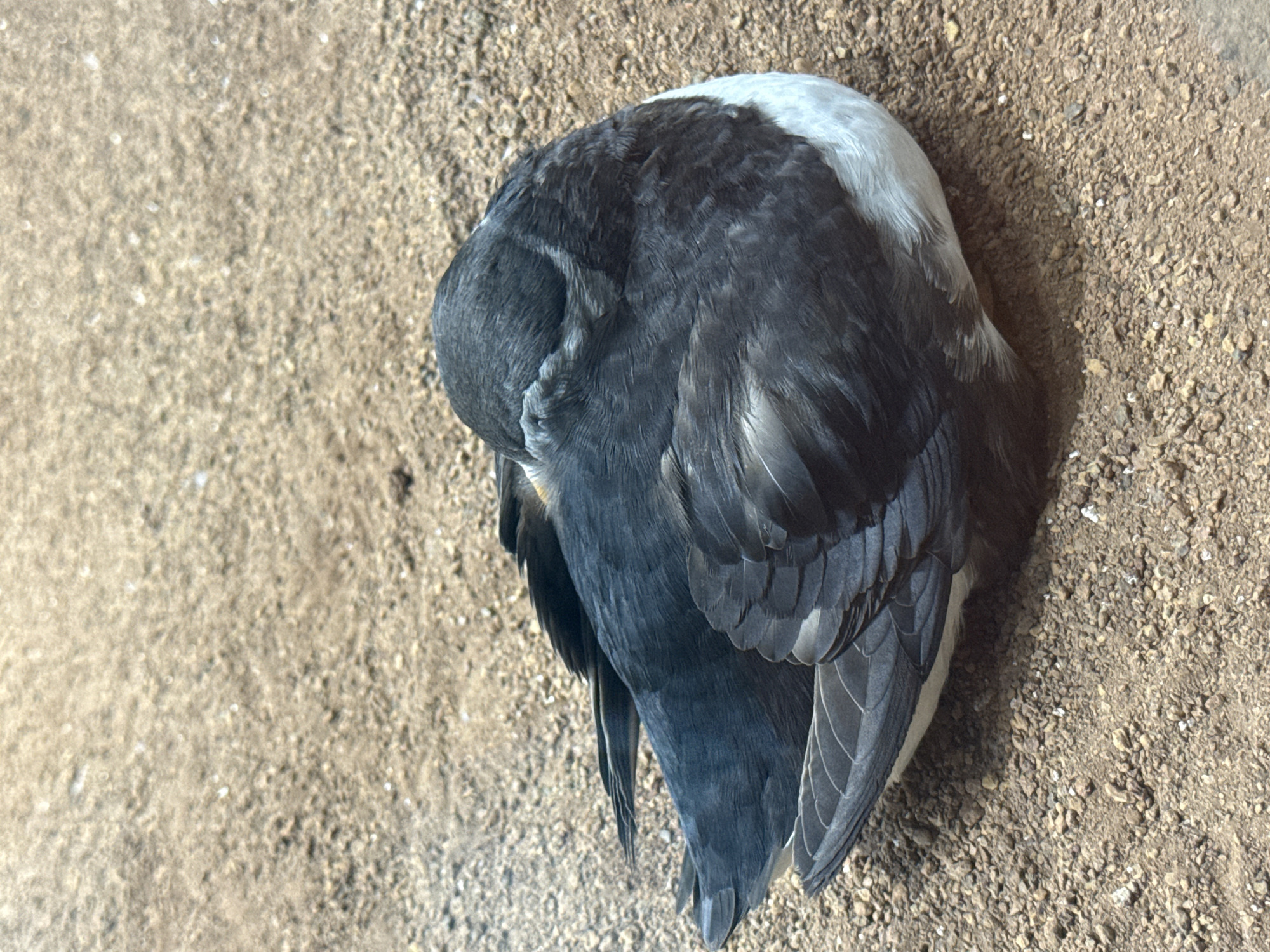 A seabird is resting on a sandy, gravelly surface. The bird is predominantly dark gray with white on its underside. It has tucked its head into its body, obscuring its face and beak. The feathers appear dense and layered. The ground is composed of small pebbles and sand. The scene is lit from above, casting subtle shadows. The location is the city of Las Dehesas, Spain.