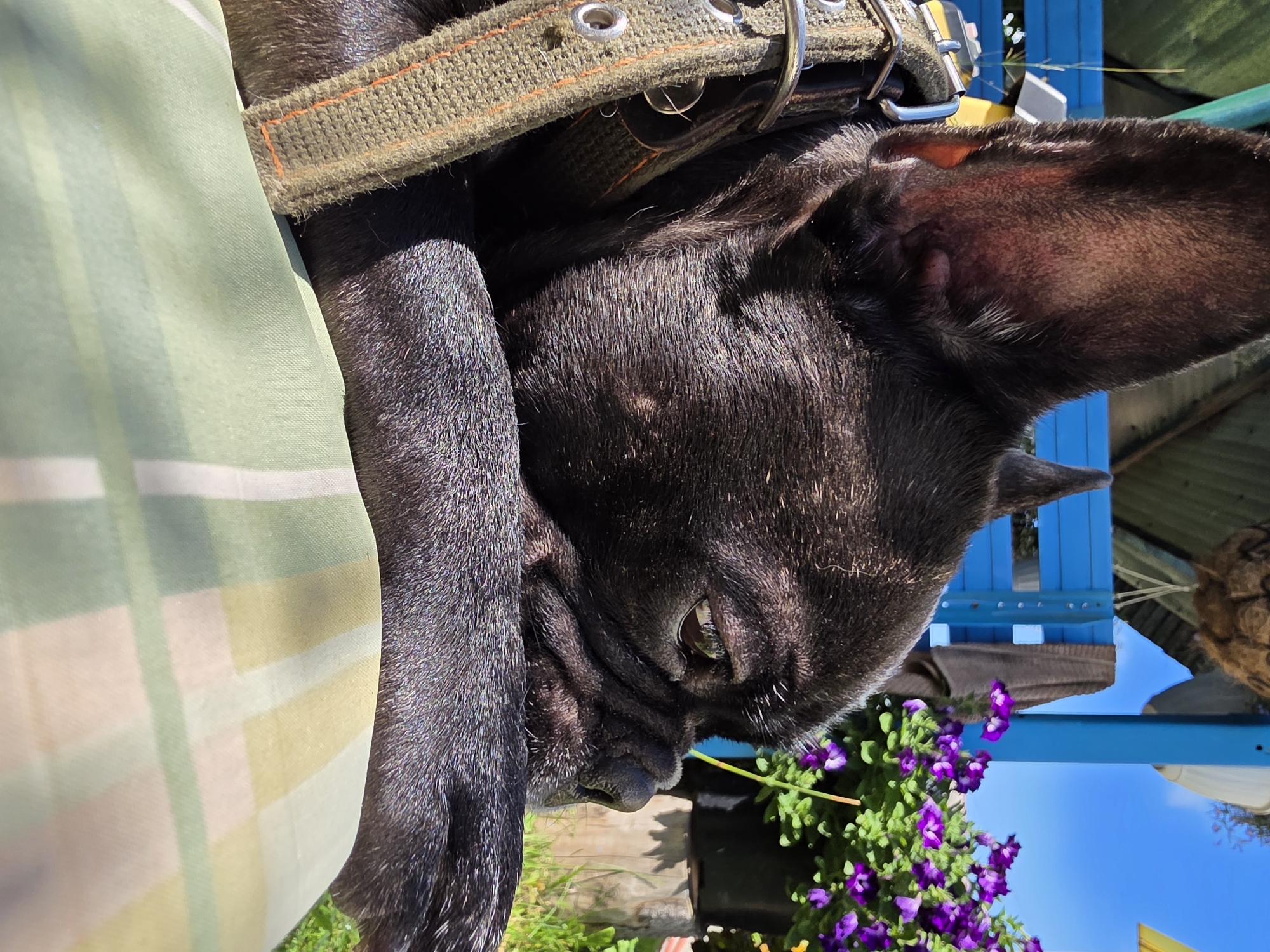 A black French bulldog lies on a striped pillow outdoors. The dog's head is turned to the right, and its eyes are closed or looking down. A thick, olive-green collar with metal eyelets is visible around its neck. In the background, a bright blue wooden fence can be seen, with a brown towel hanging on it. To the right of the fence, there are potted purple petunias and greenery. The scene appears to be a backyard or garden area, illuminated by bright sunlight, casting shadows. The overall setting suggests a warm, sunny day in a residential or recreational outdoor space. The location in the city of Chaikovsky, Russia, is not explicitly depicted by any visual cues within the image itself, but is provided as external context.